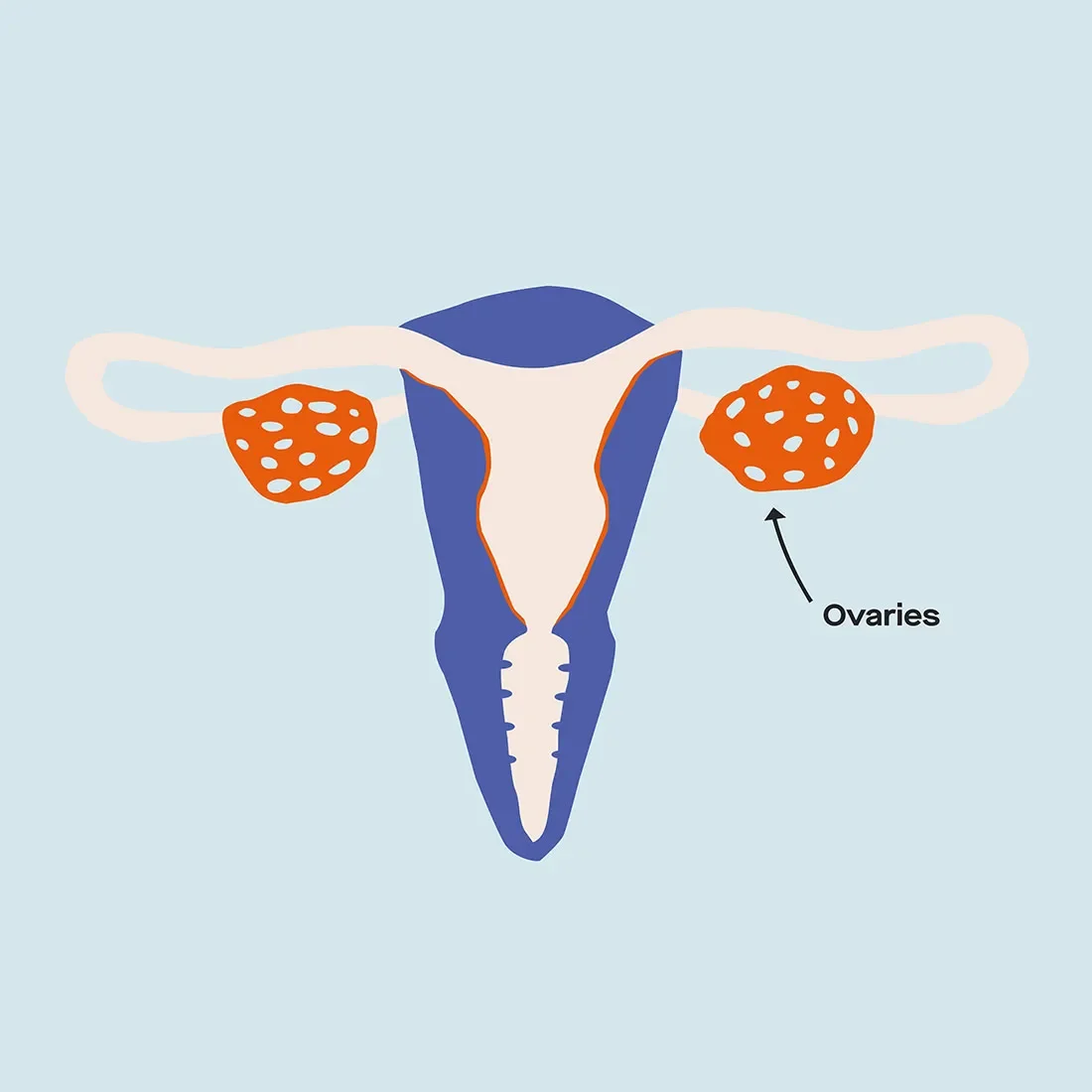 OC Signs and symptoms of high and low estrogen levels image 6d3717c7-5708-490f-87df-924aca7f2a47