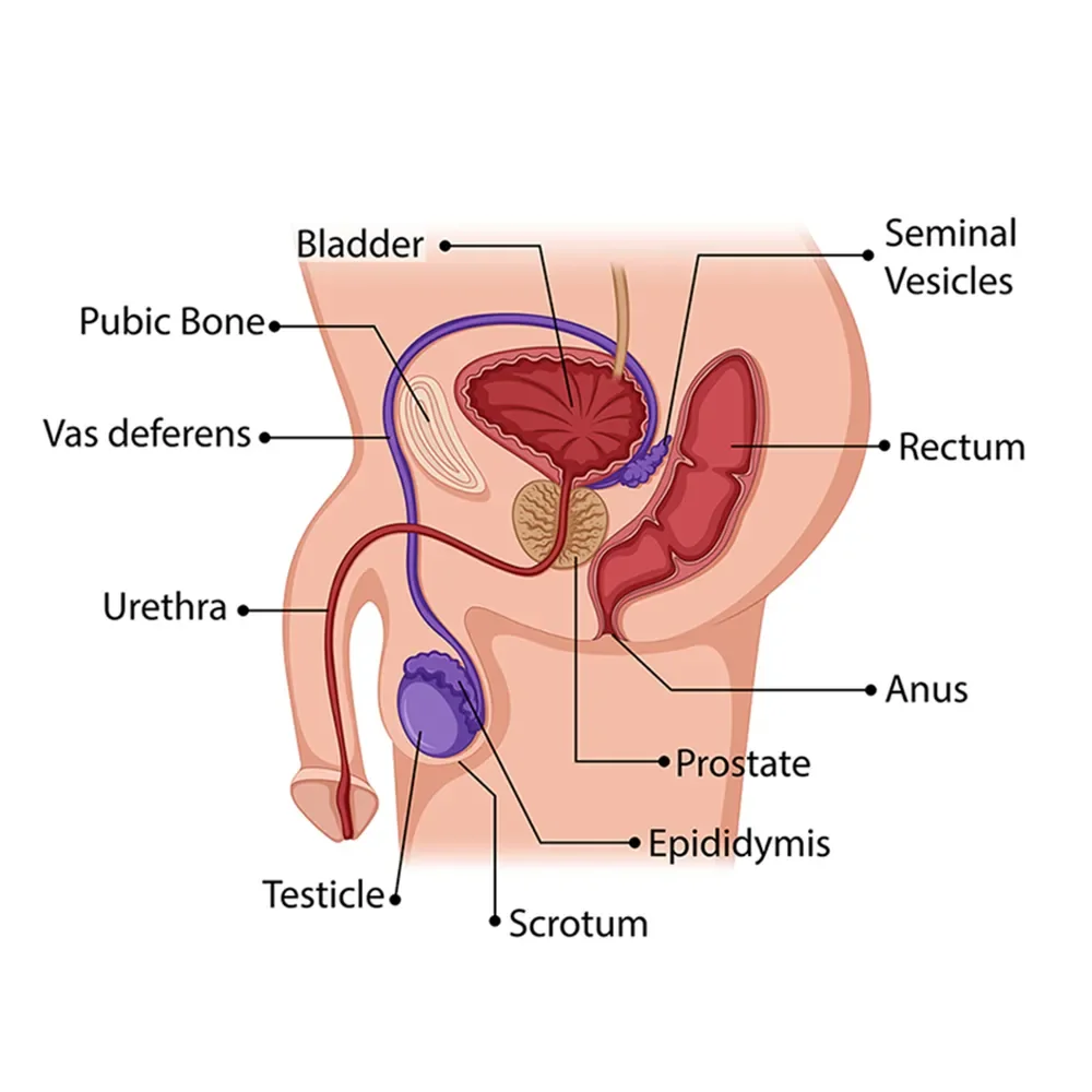 What Is Male Ejaculation? How Does It Occur? | Ro