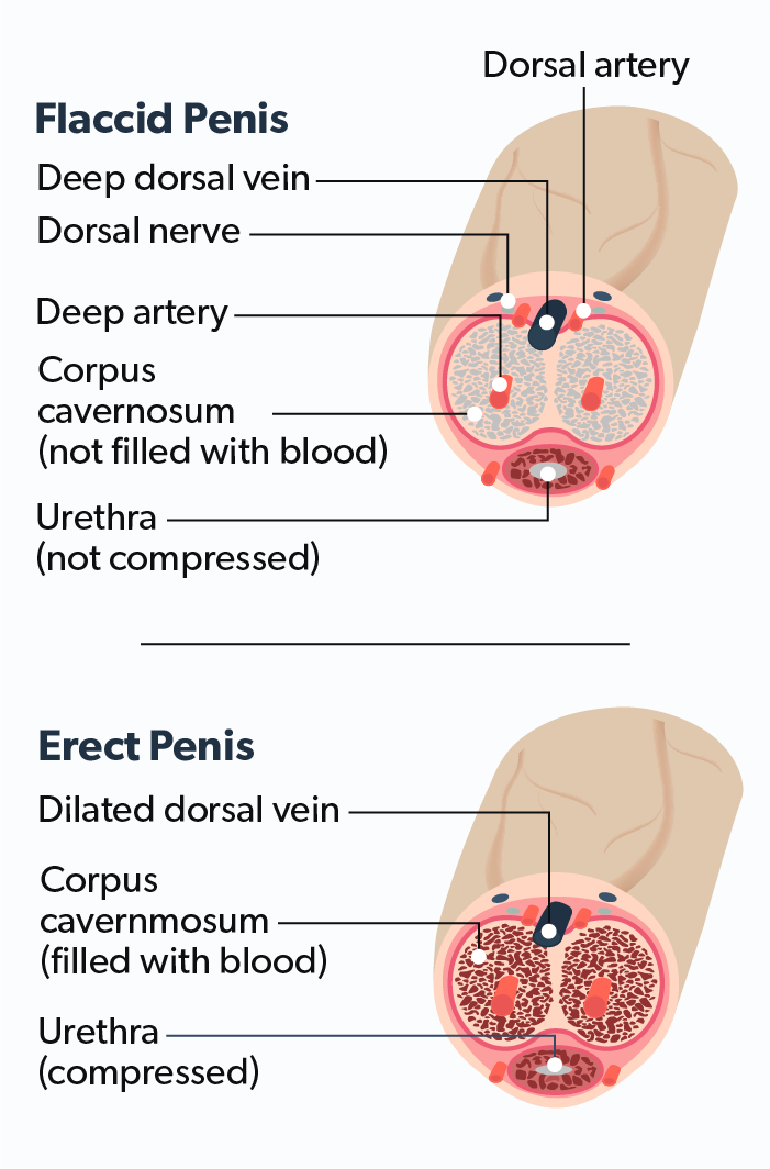 Impotence and Erectile Dysfunction ED The Same Ro