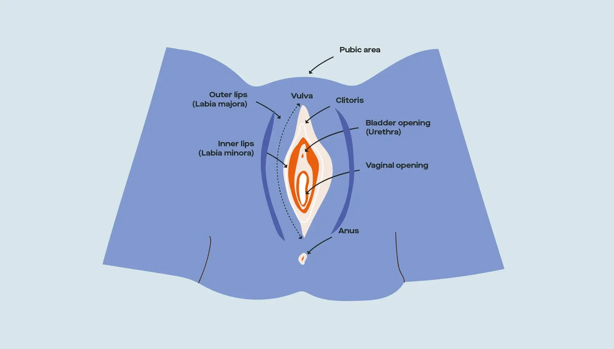 Вагина Vulva and Vagina Anatomy 101: Expert Tips for Vaginal Health | Ro