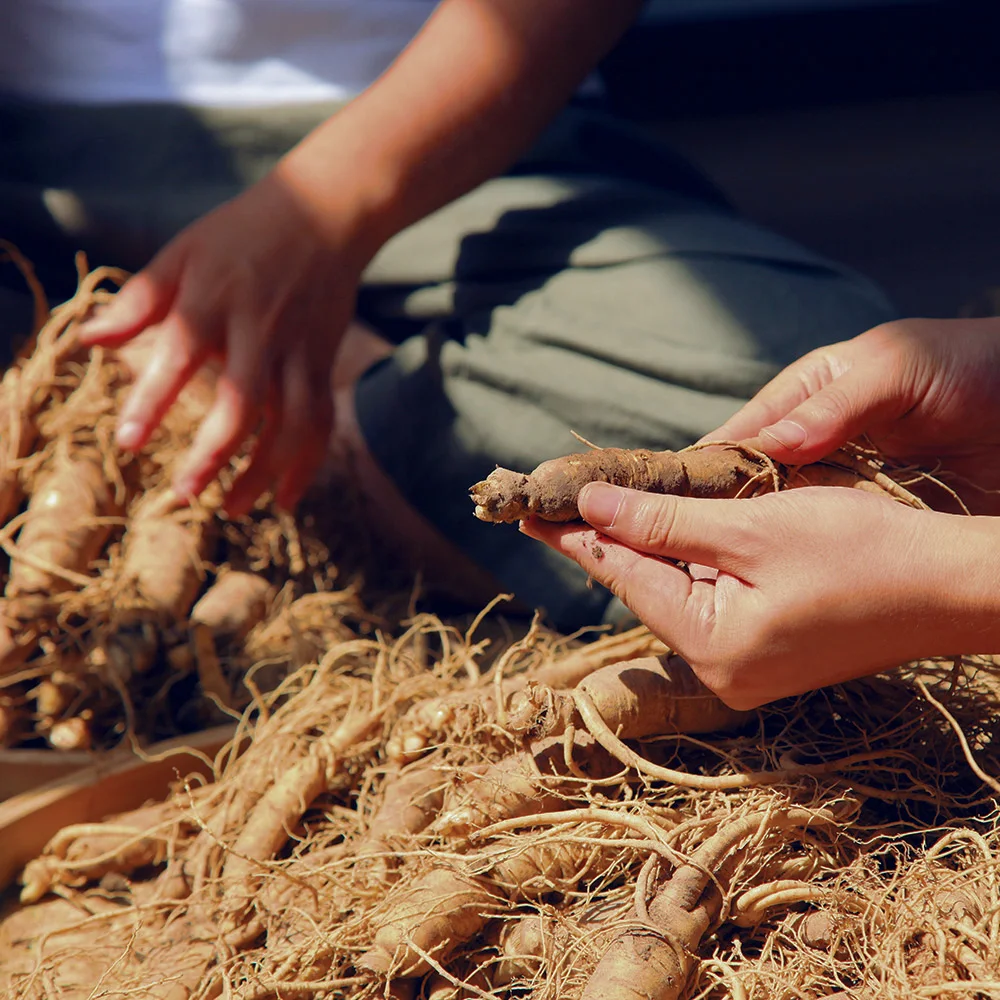 Ginseng: what is it, benefits, uses, side effects - Desktop Image