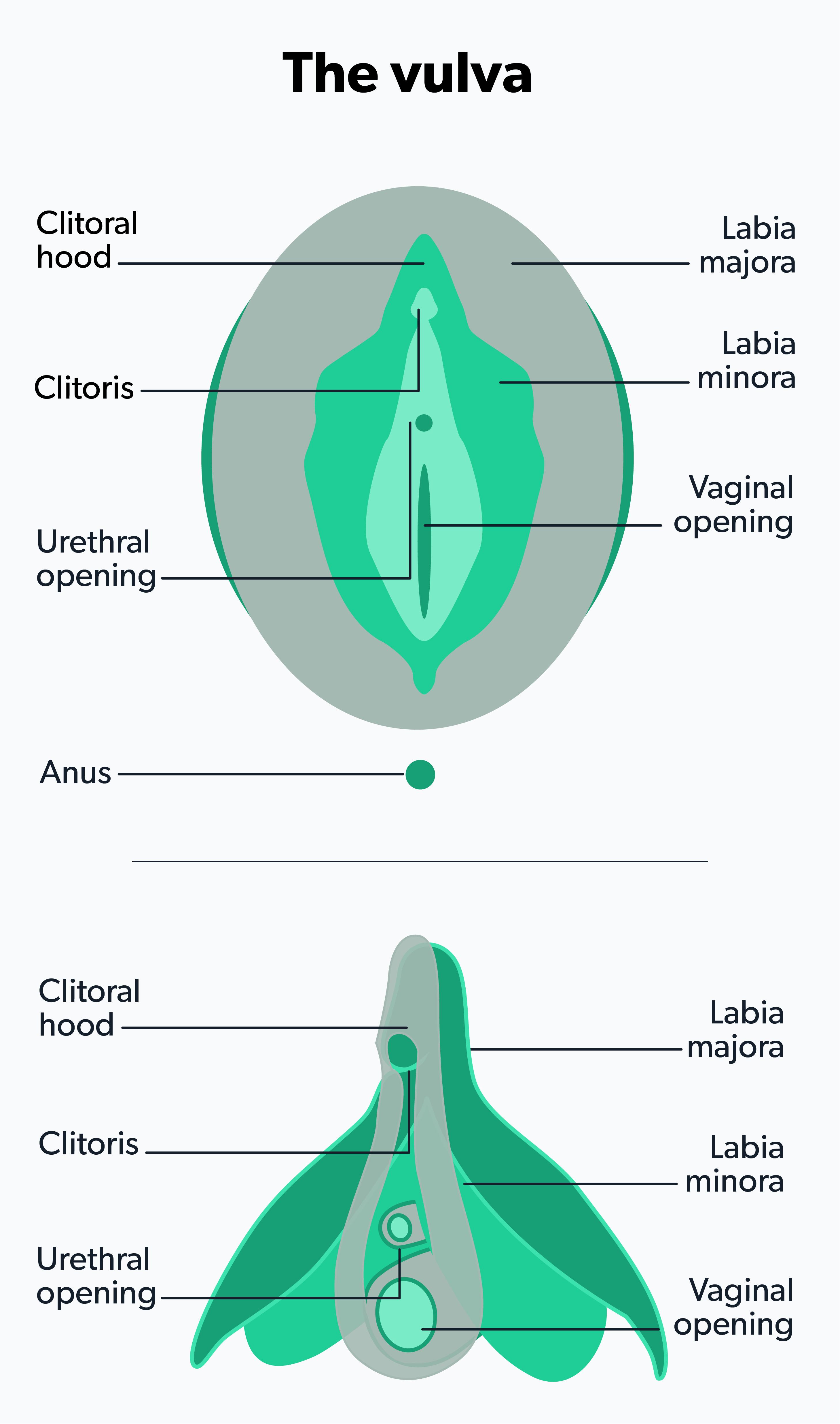 Female Anatomy: Where Is the Clitoris Located? | Ro