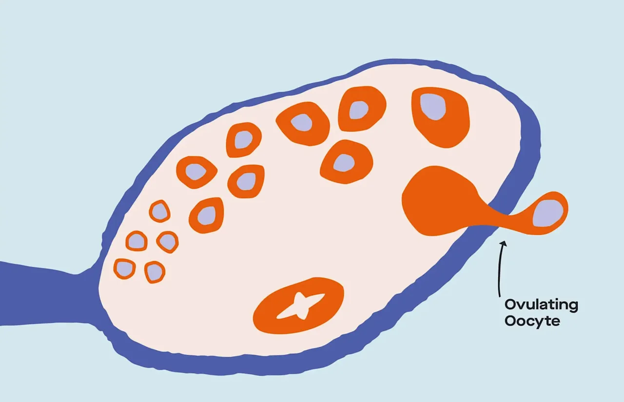 OC The Modern guide to ovulation predictor kits and ovulation tests image b170a645-6a71-4f09-8b89-ff8b2ce4be55