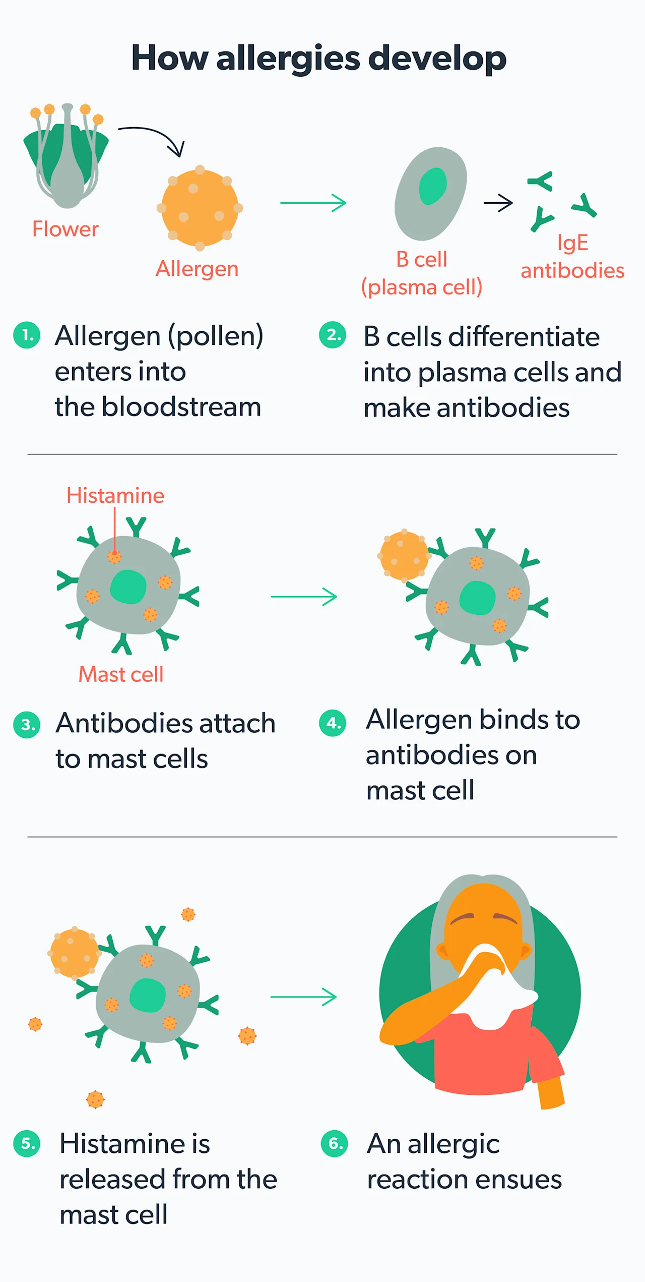 Allegra vs. Claritin vs. Zyrtec For Allergies Ro