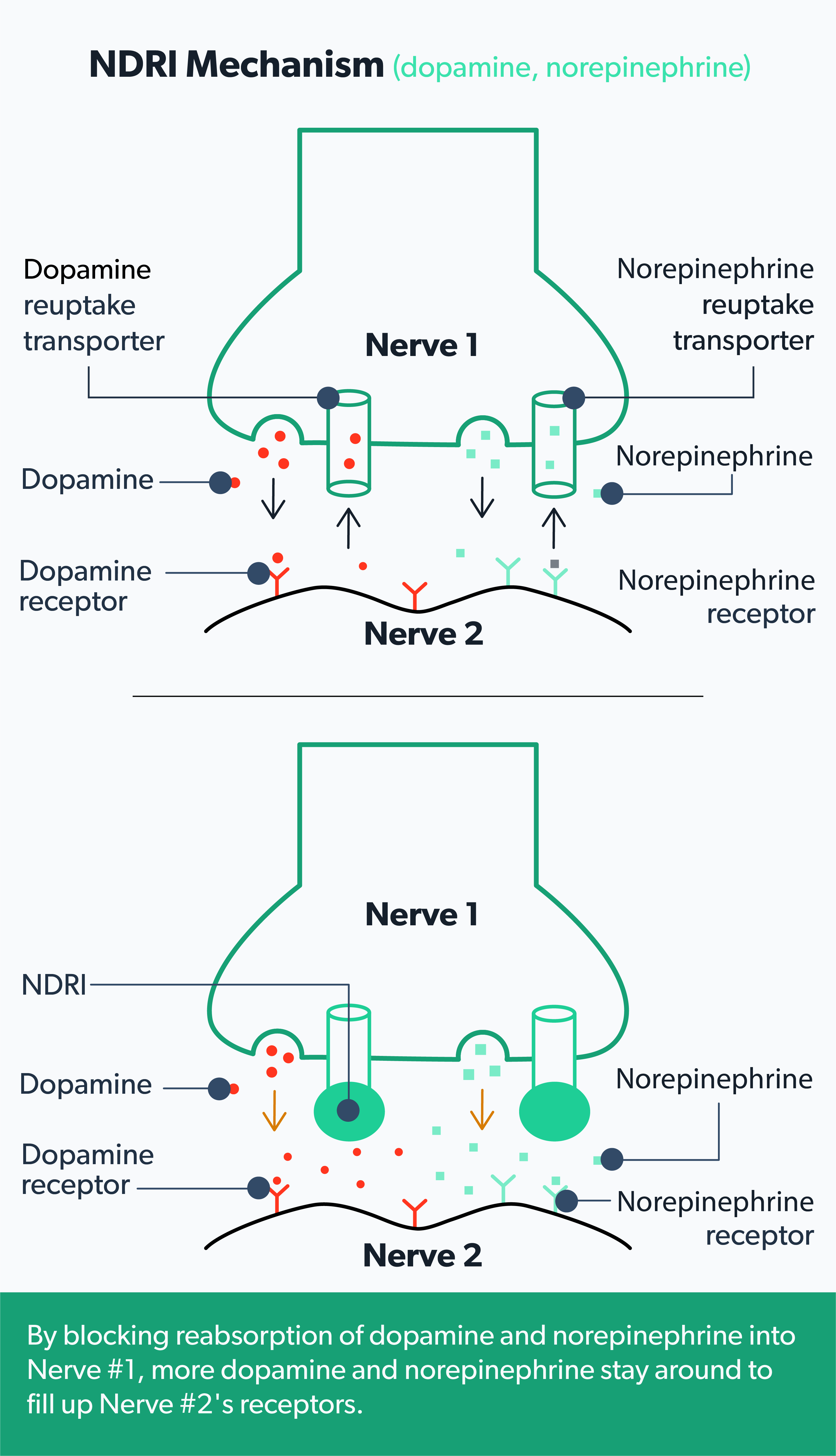 NDRIs What Are They Uses Side Effects And Risks Ro