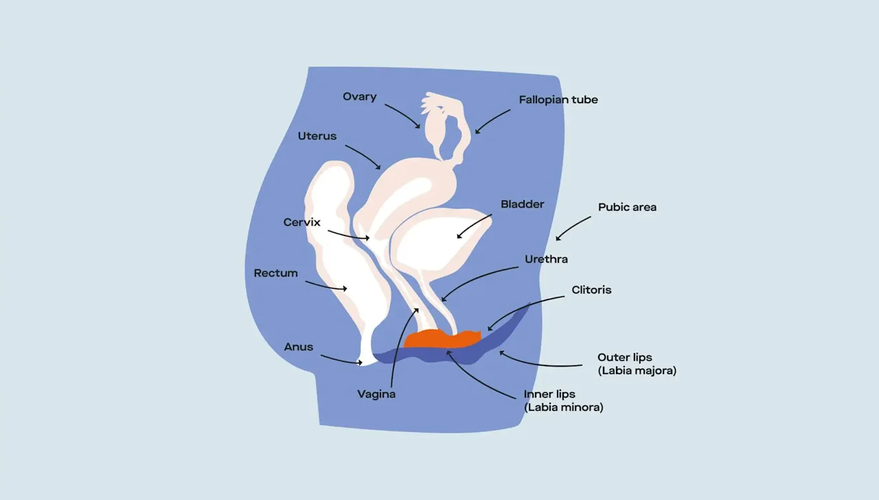 OC Vulvovaginal anatomy 101: Understanding your vulva and vagina in a new way image ca43a170-e0df-4fc8-827e-4be79e225504