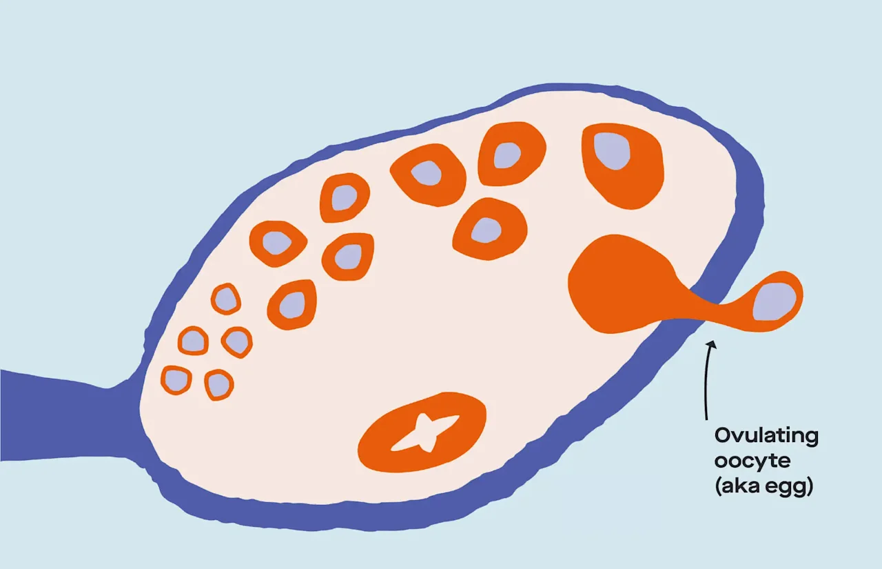 OC Menstrual cycle phases: Stage by stage and how they change image cb326f57-ab05-4db3-b006-36beb90f6cfe