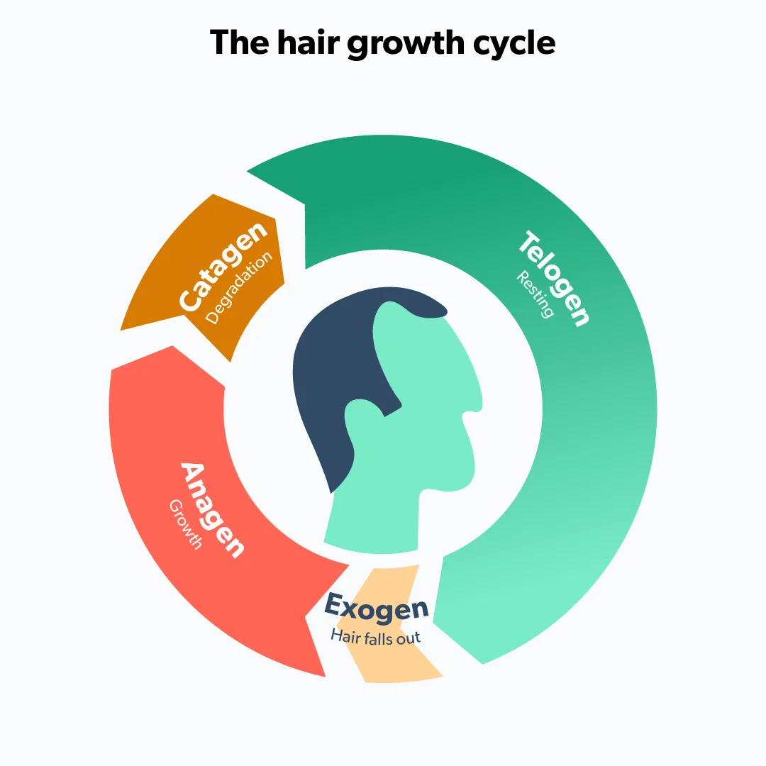 OC What is hair shedding and how to stop it image f7284be2-4c21-4721-8faf-e8b0d0f91f31