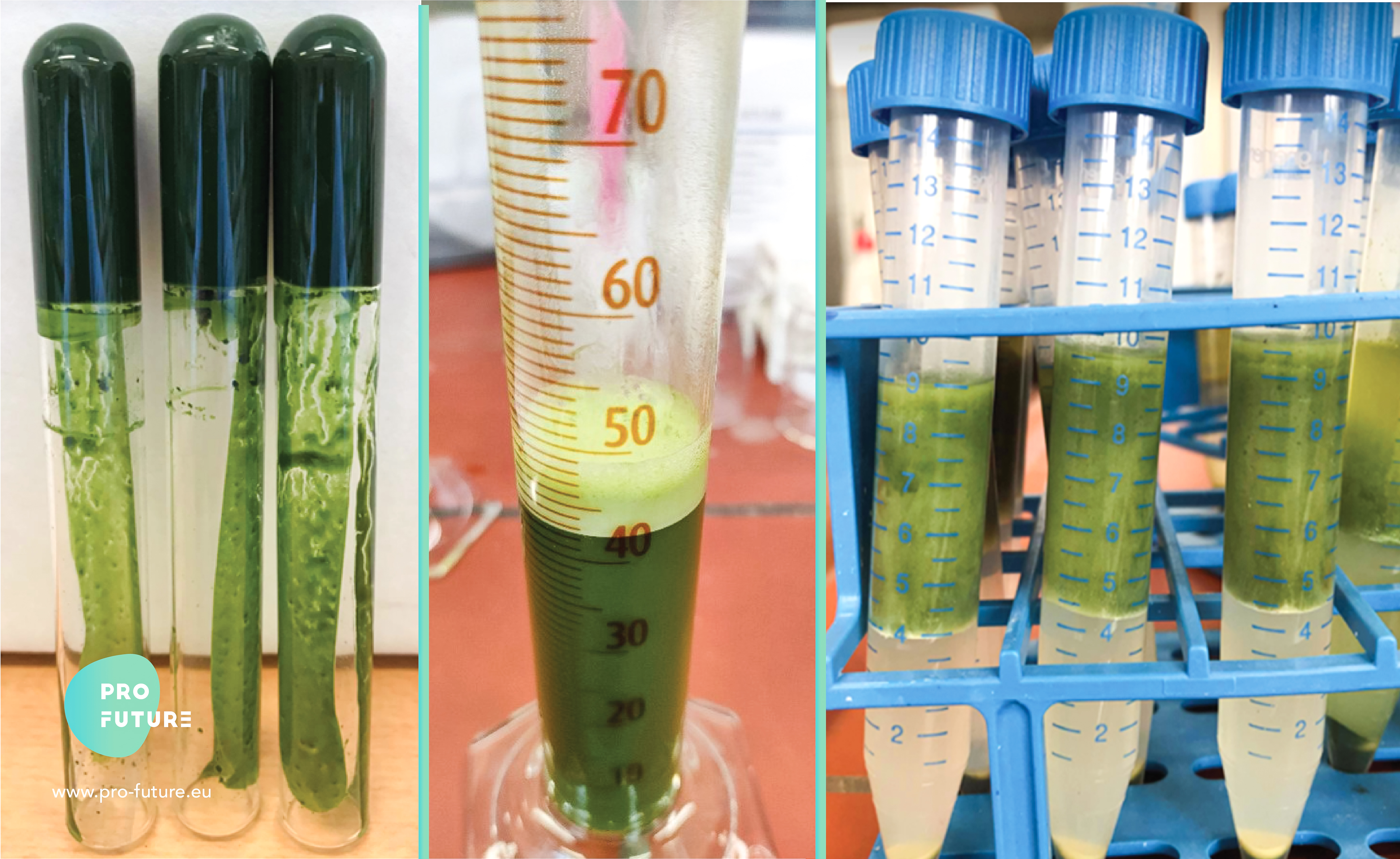 functional-properties-microalgae-ilvo