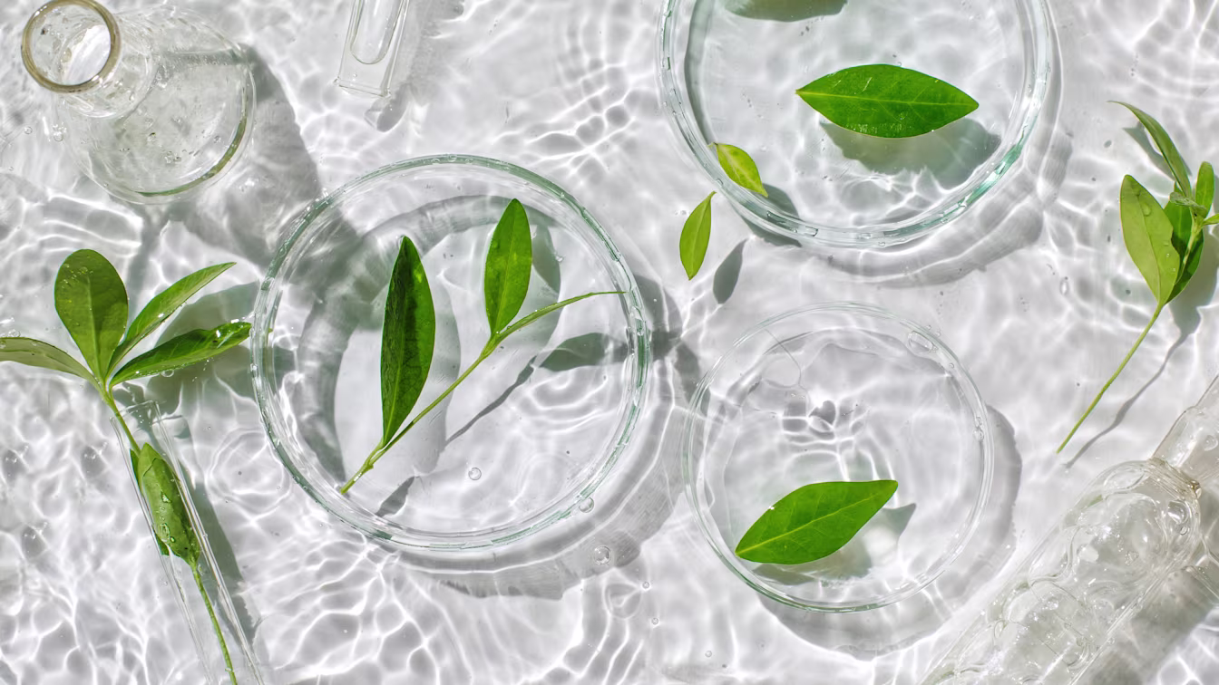 SKJUR DE DE Images Consumer 2023 Themenfeld Wirkformel & Vierklang 16zu9 Header 150dpi BLAETTER