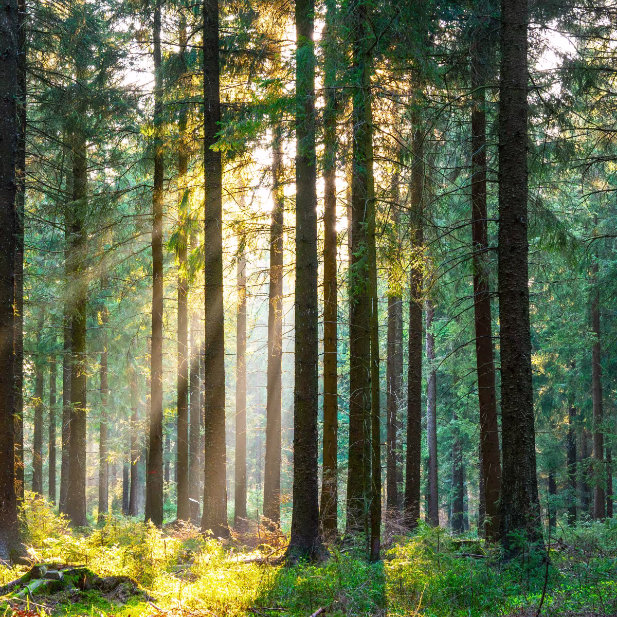 Sonne scheint in den Wald