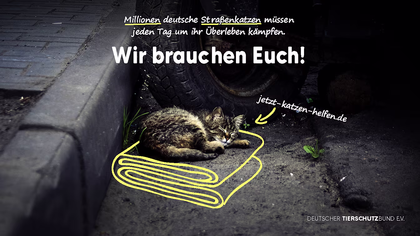 Deutschlands vergessene Katzen Deutscher Tierschutzbund 1