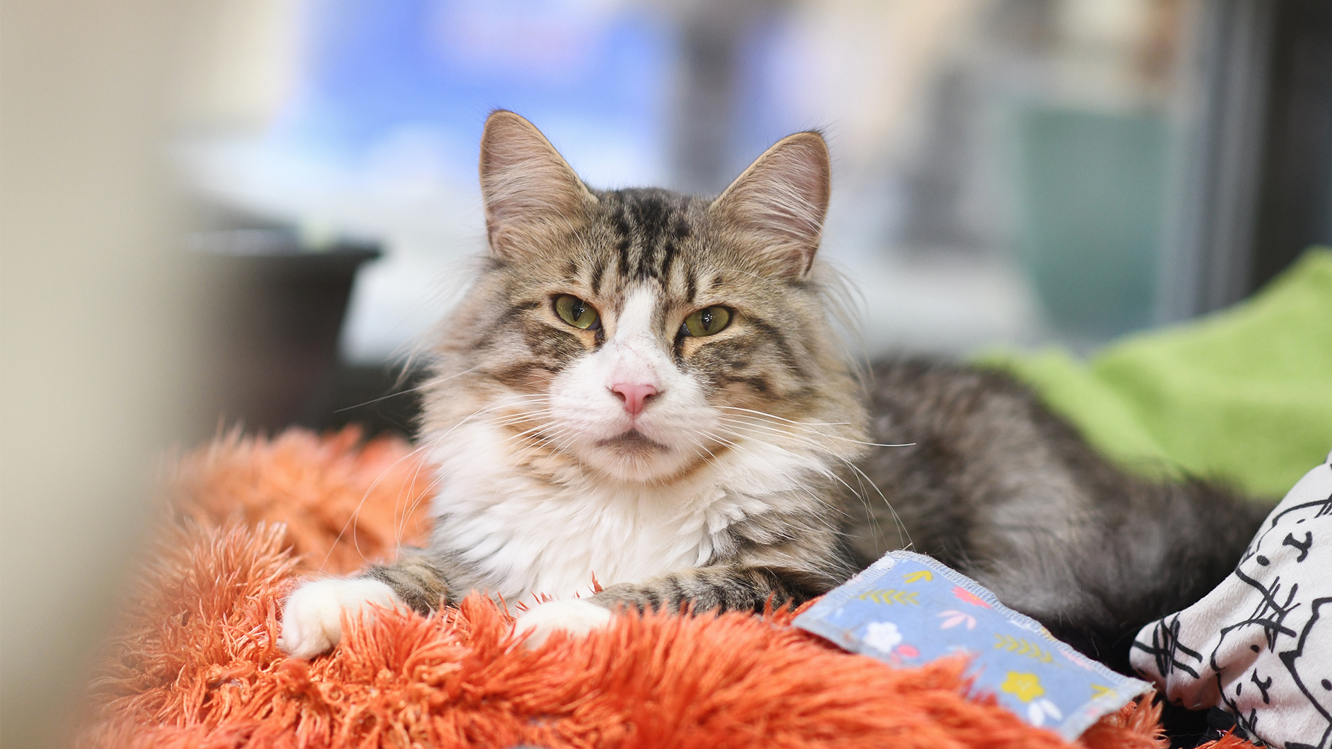 Schwarz-weiße Katze sitzt auf der Schulter einer Person mit rotem "Tierheim Berlin"-Shirt