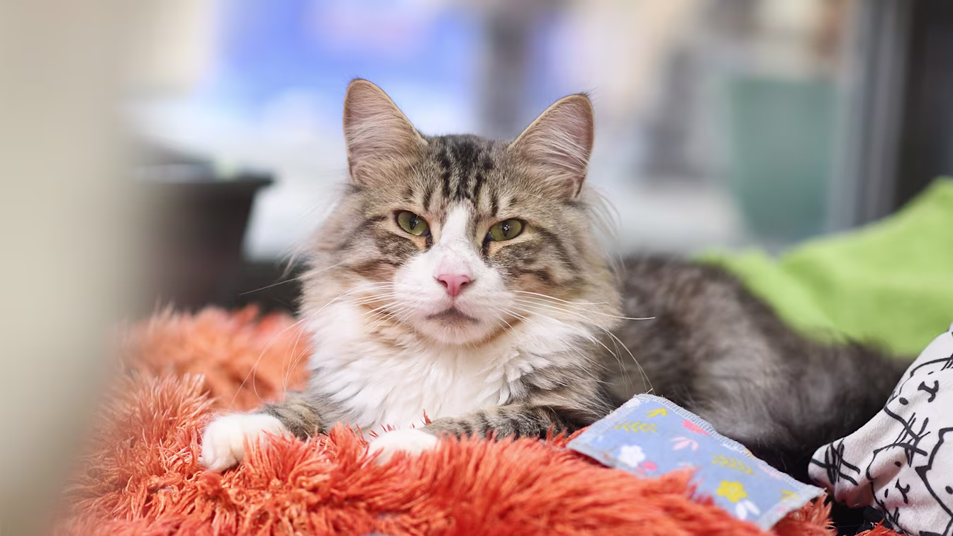 Weihnachten ist die Zeit der Nähe. Auch für Tiere in Not. Tierschutzverein für Berlin und Umgebung Corporation e.V. 1