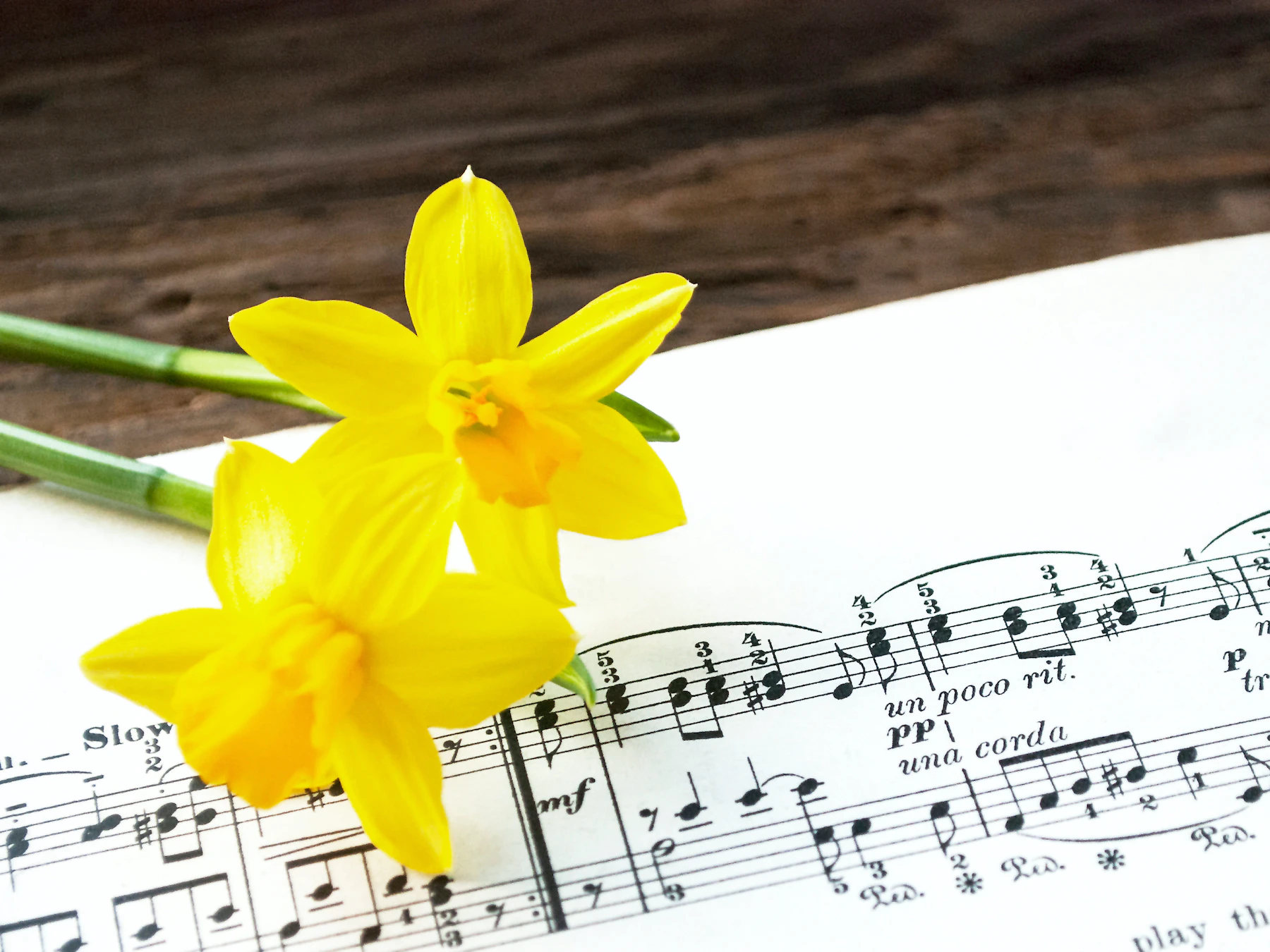 Alte Musiknoten mit Osterglocken