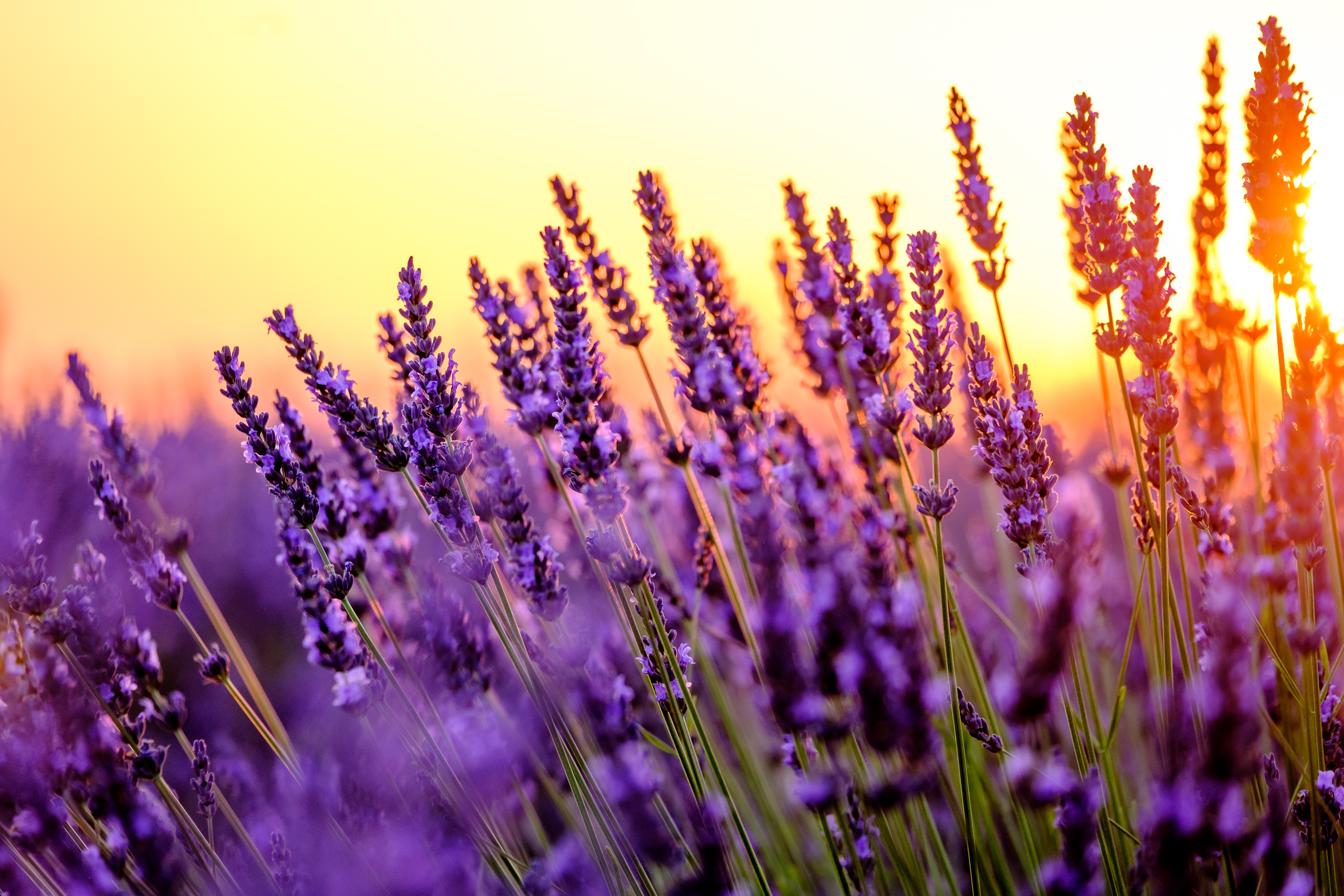 Lavendel