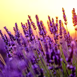 Lavendel