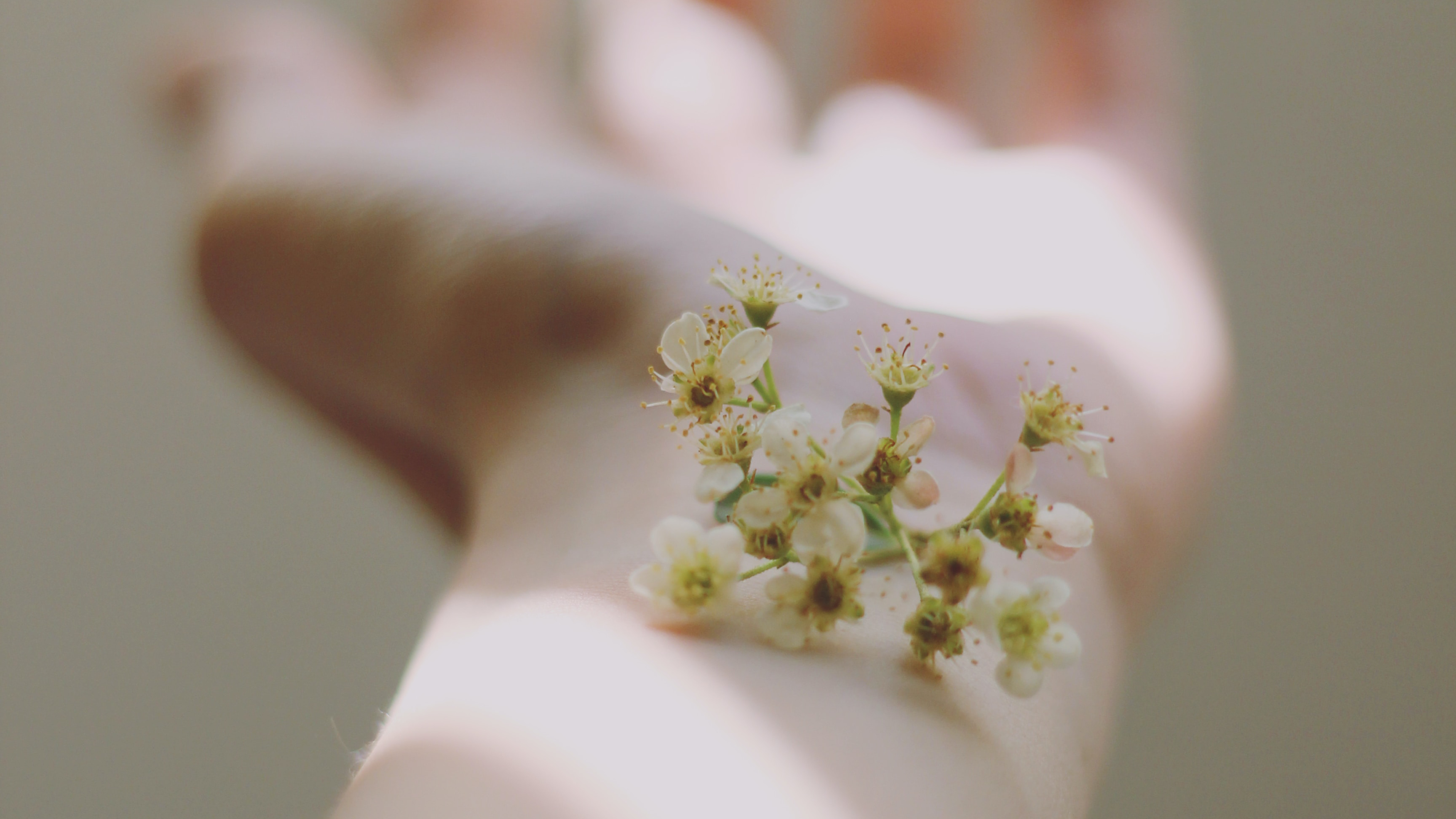 SKJUR DE DE Images Consumer 2023 Themenfeld Hautnah & Naturnah 16zu9 Header 150dpi BLUME