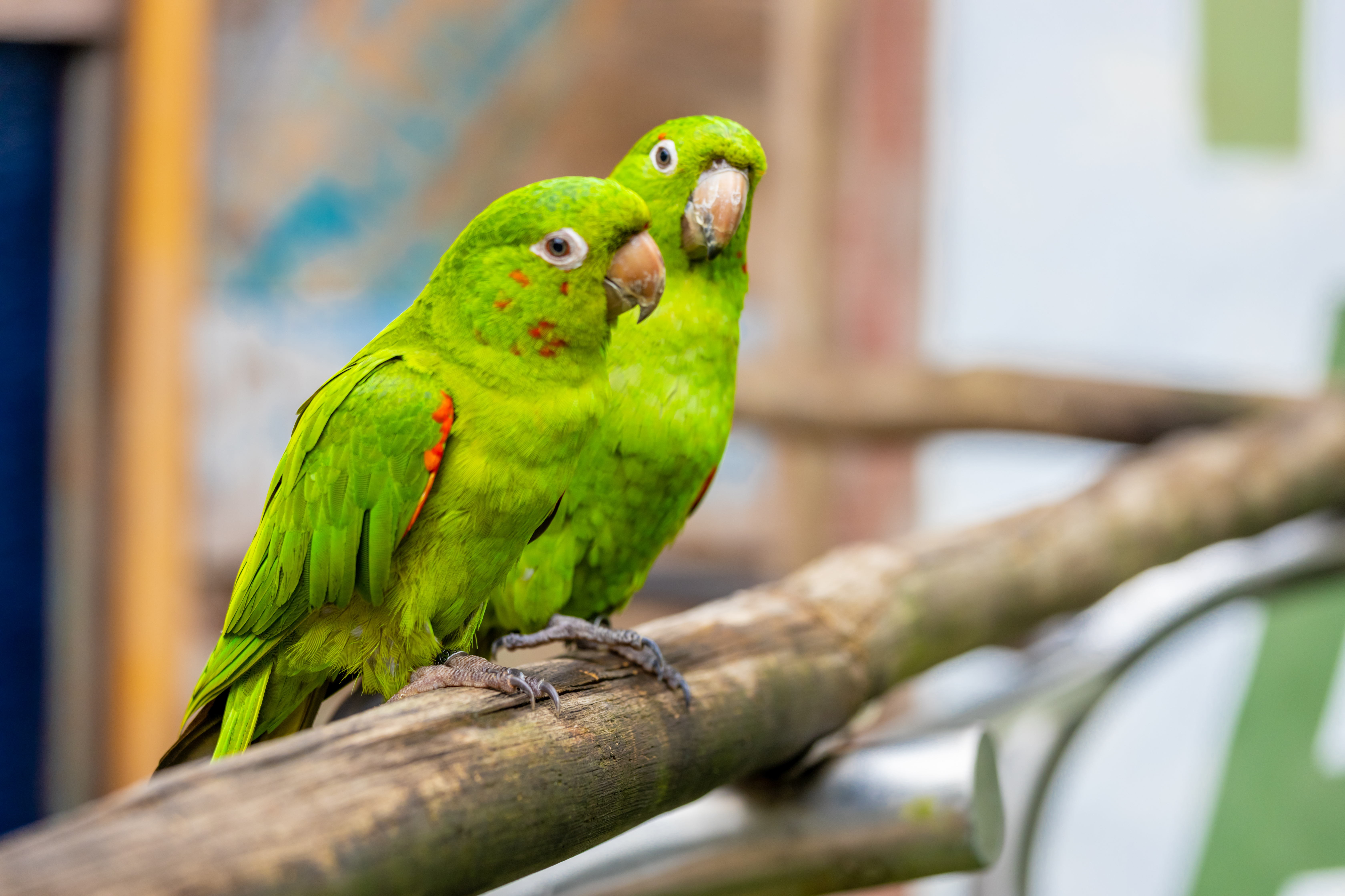 Amazonenpapageien singen den Adams Family Song