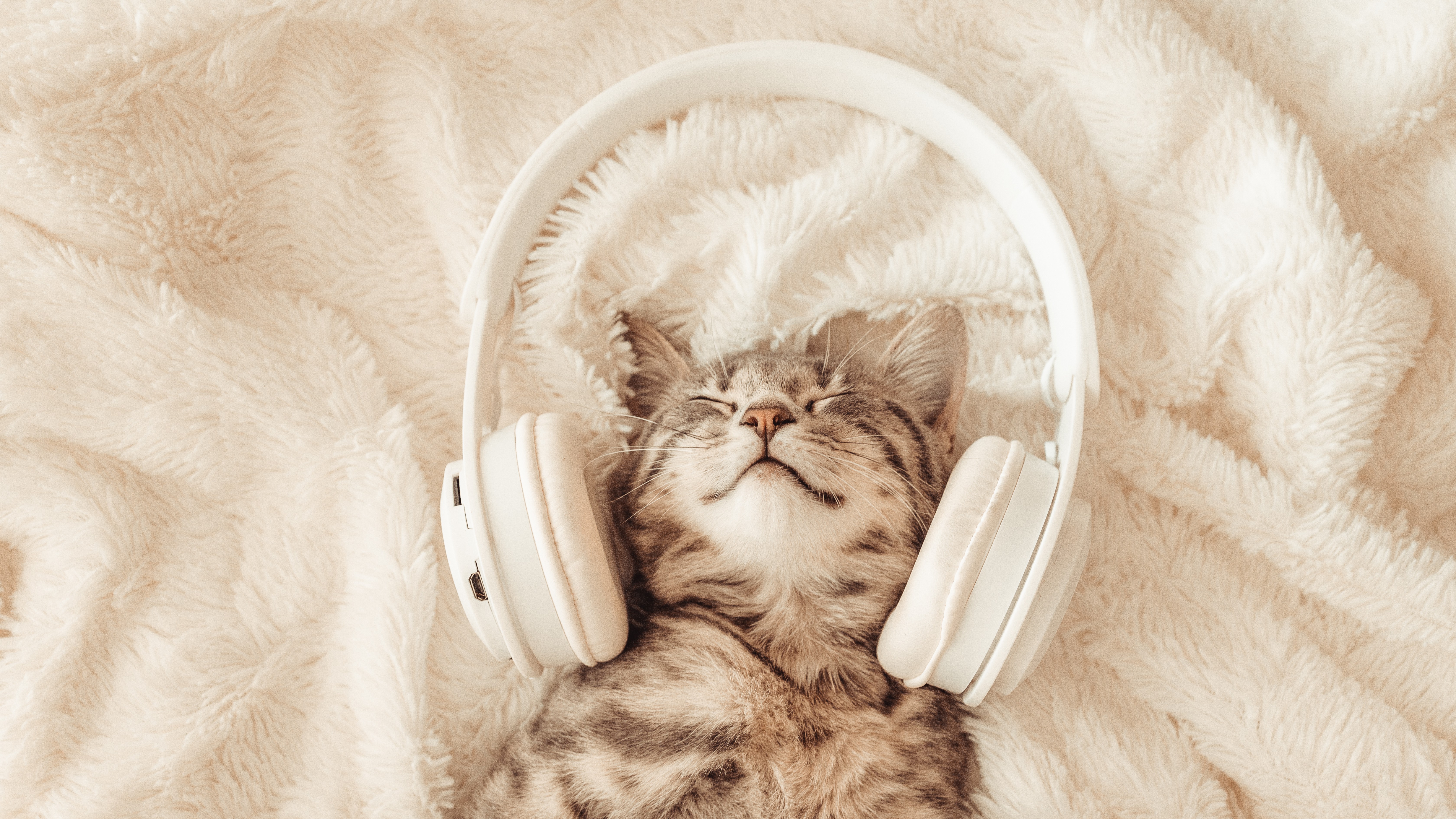 Katze mit Kopfhörern