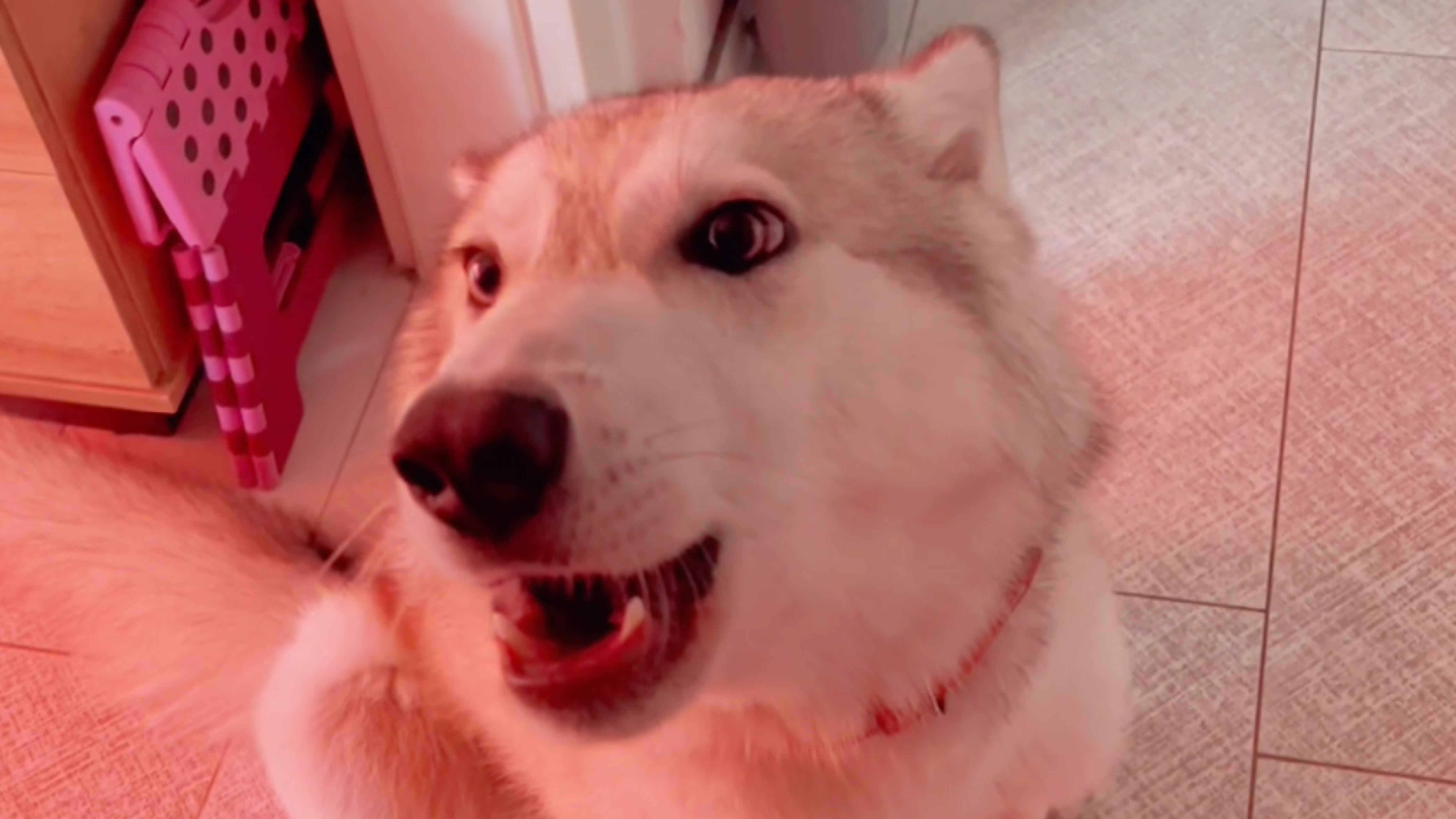 Wolfshund „Karma“ aus Hamburg