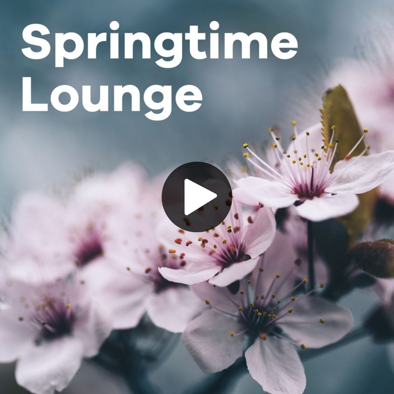 Klassik Radio Plus Sender "Springtime Lounge" mit Kirschblüten