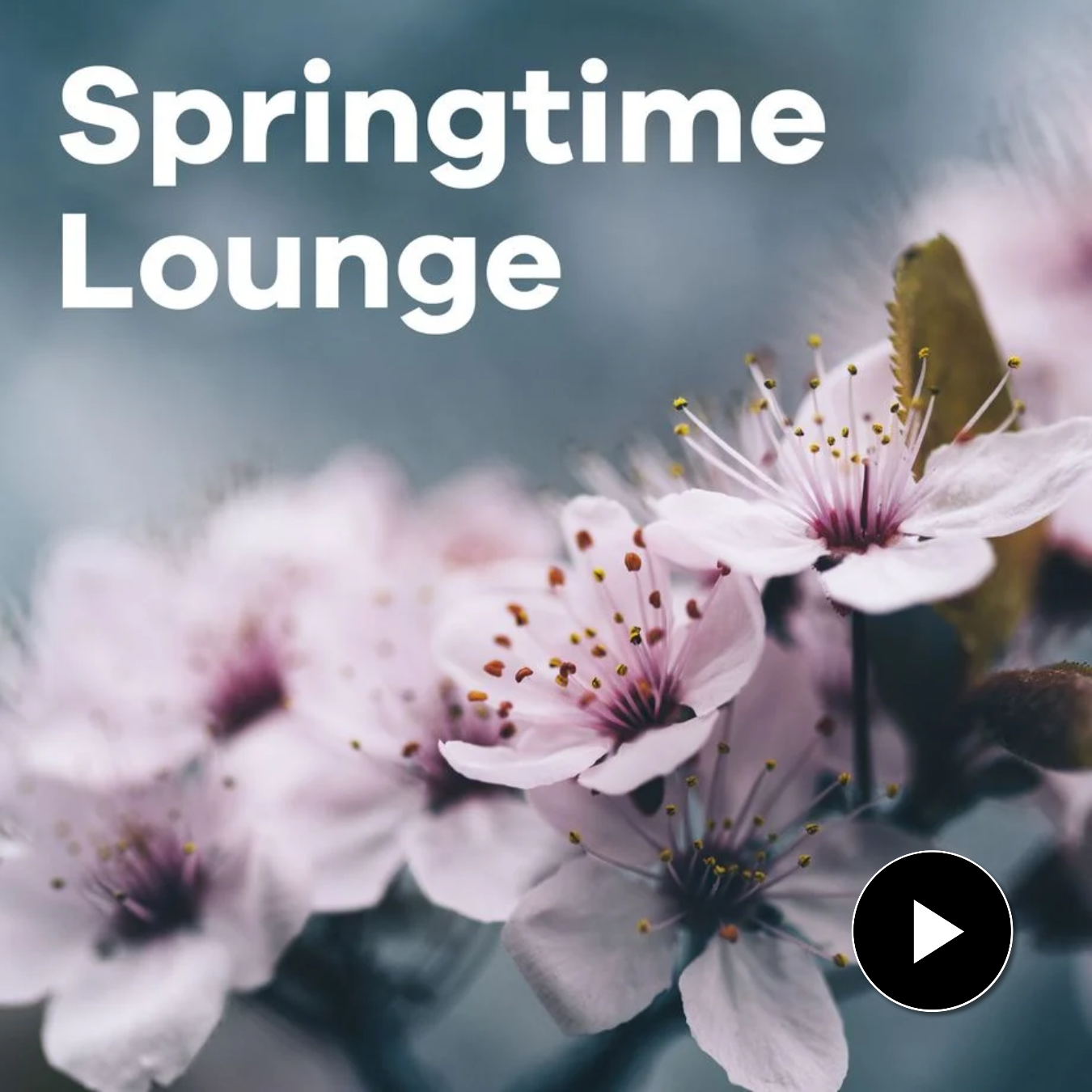 Klassik Radio Plus Sender "Springtime Lounge" mit Kirschblüten