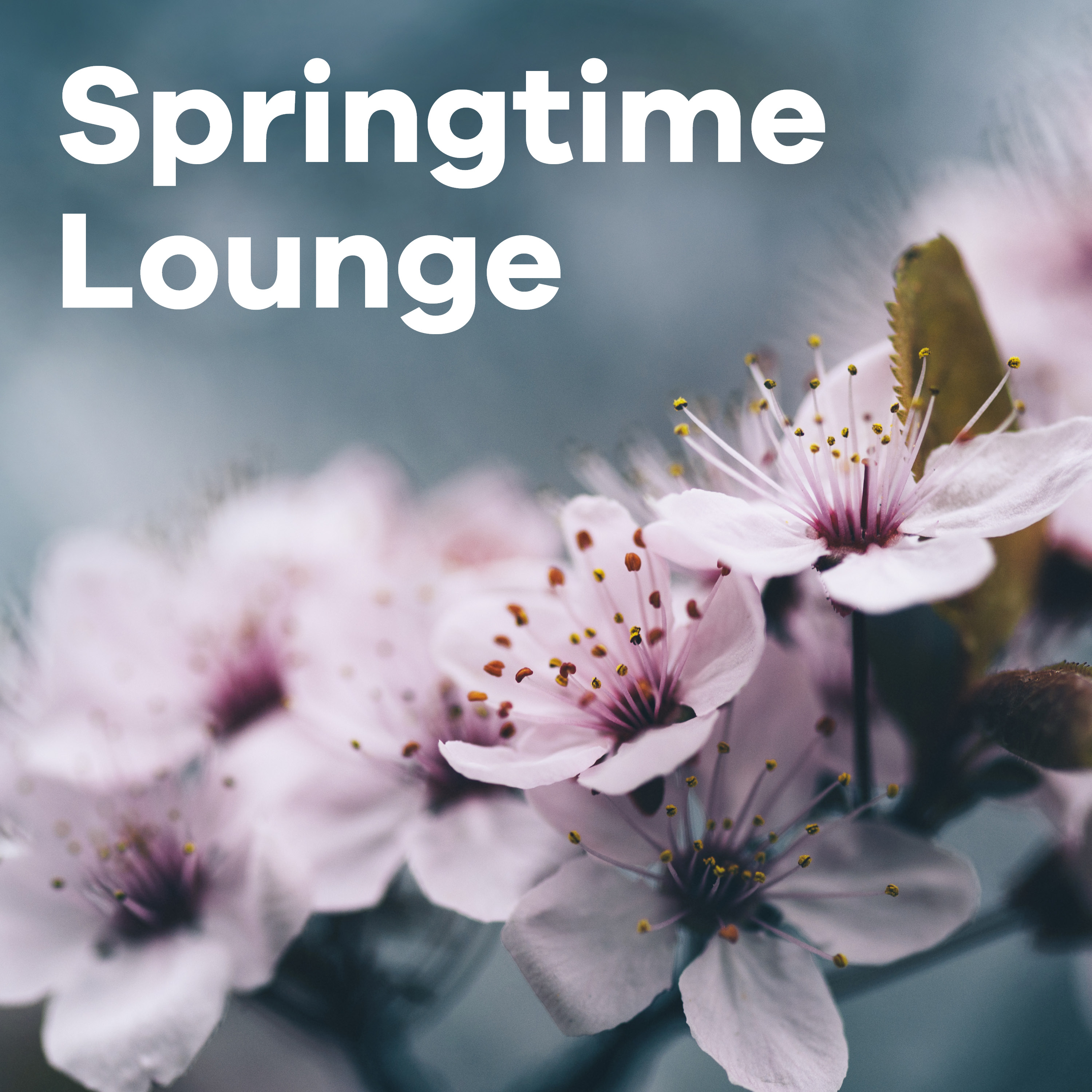 Klassik Radio Plus Sender "Springtime Lounge" mit Kirschblüten