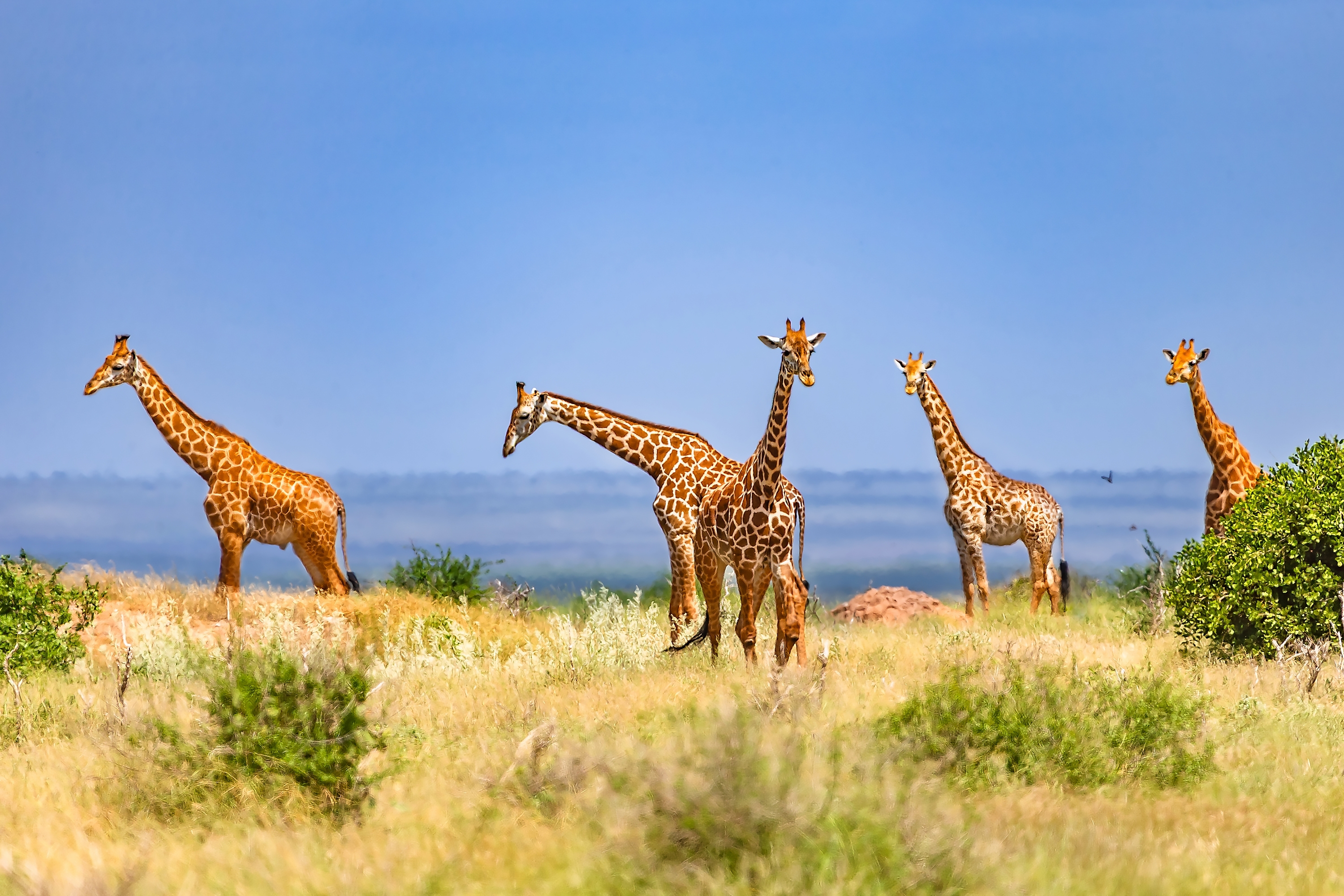 shutterstock 2637175363 (1)