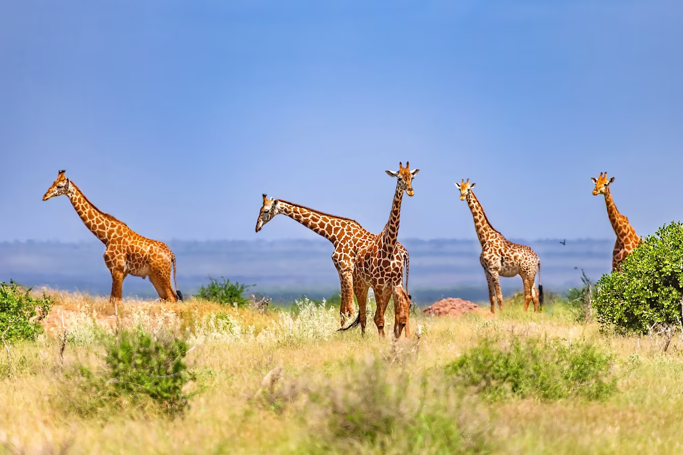 WINDROSE – Home of Luxury Travel. Alles außer gewöhnlich shutterstock 2637175363 (1)