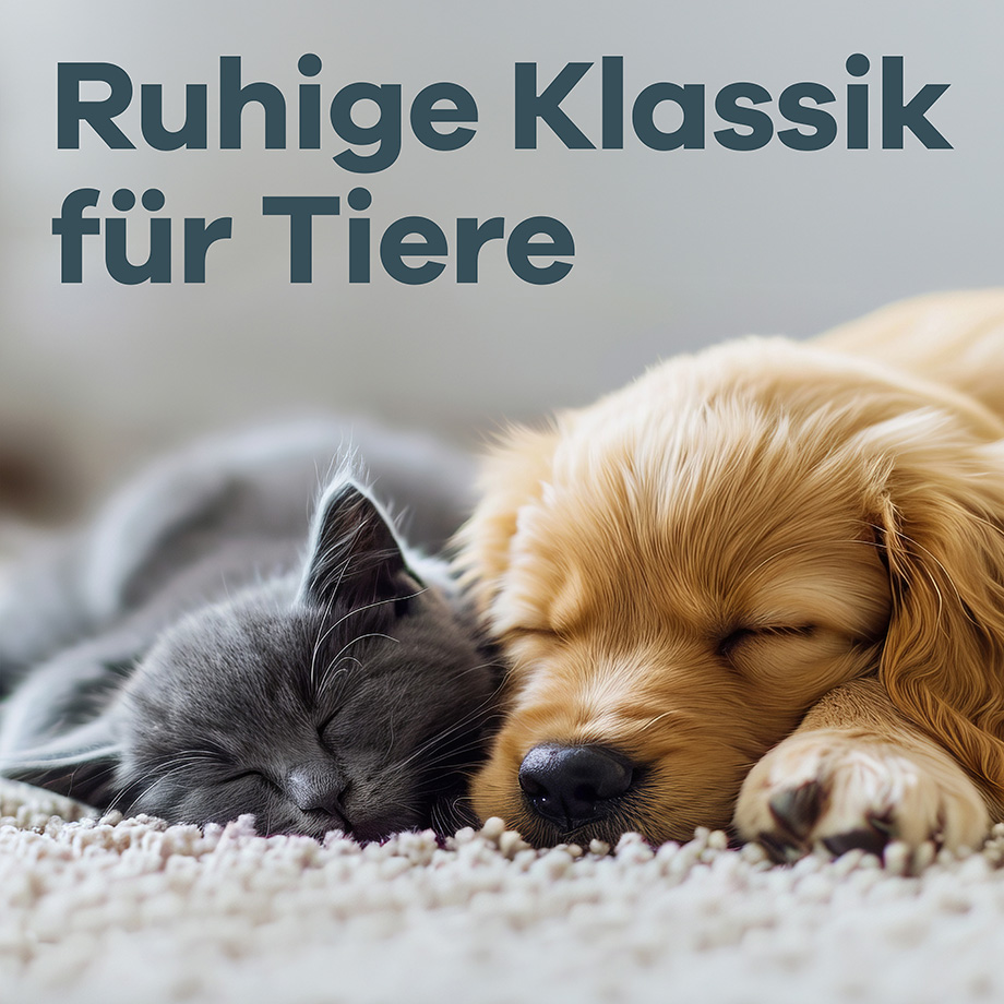 Schlafende graue Katze und goldener Hund liegen nebeneinander auf Teppich, entspannte Atmosphäre