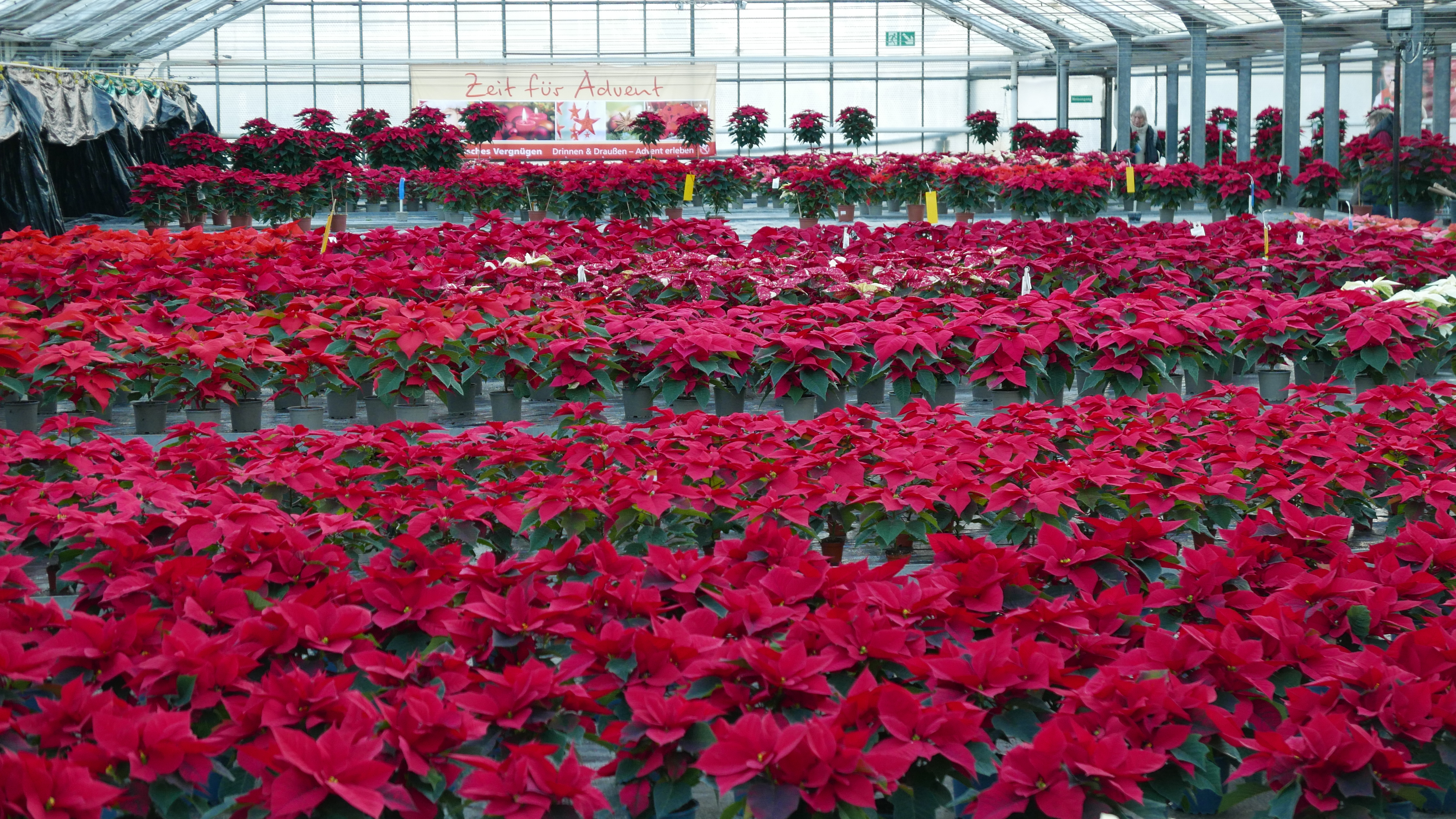 Großes Gewächshaus voller roter Weihnachtssterne, im Hintergrund Banner mit Aufschrift „Zeit für Advent“