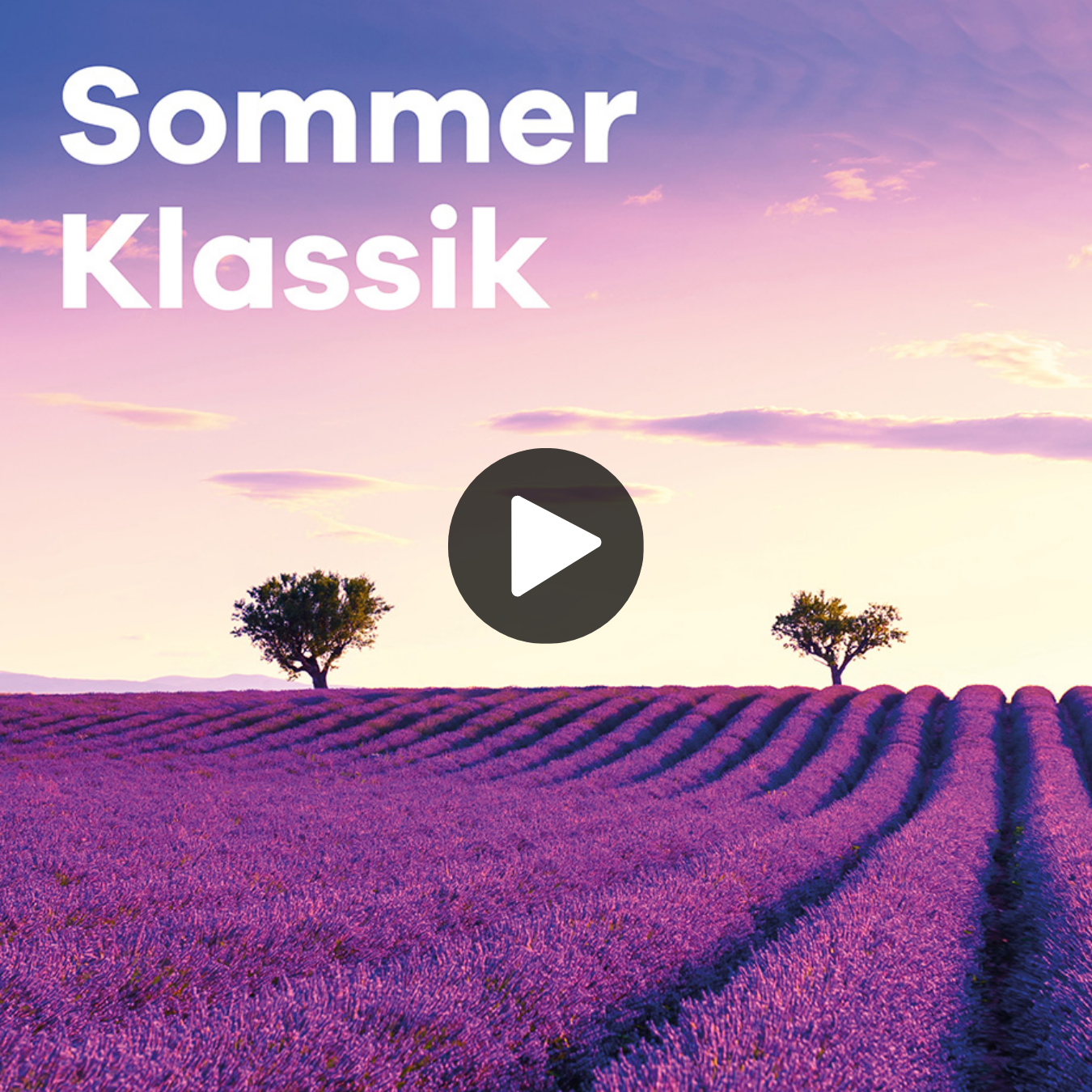 Klassik Radio Plus Sender "Sommer Klassik" mit einem Lavendel-Feld bei Sonnenuntergang.
