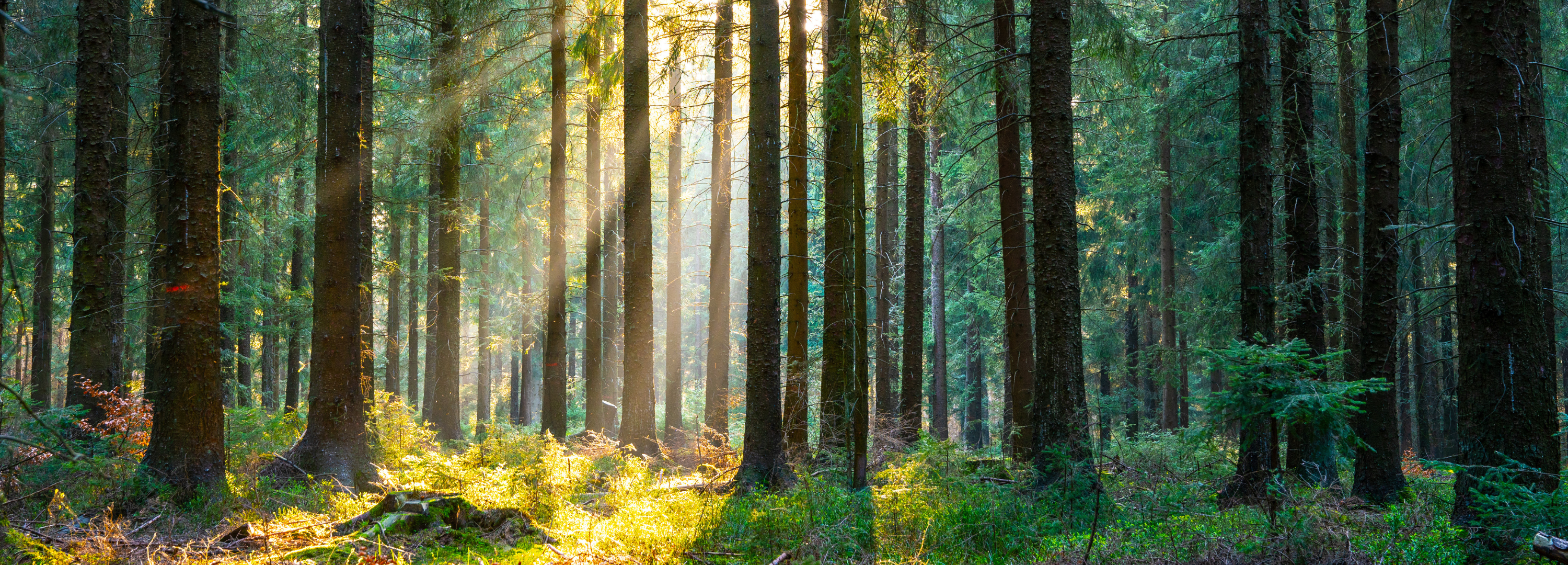 Sonne scheint durch den Wald