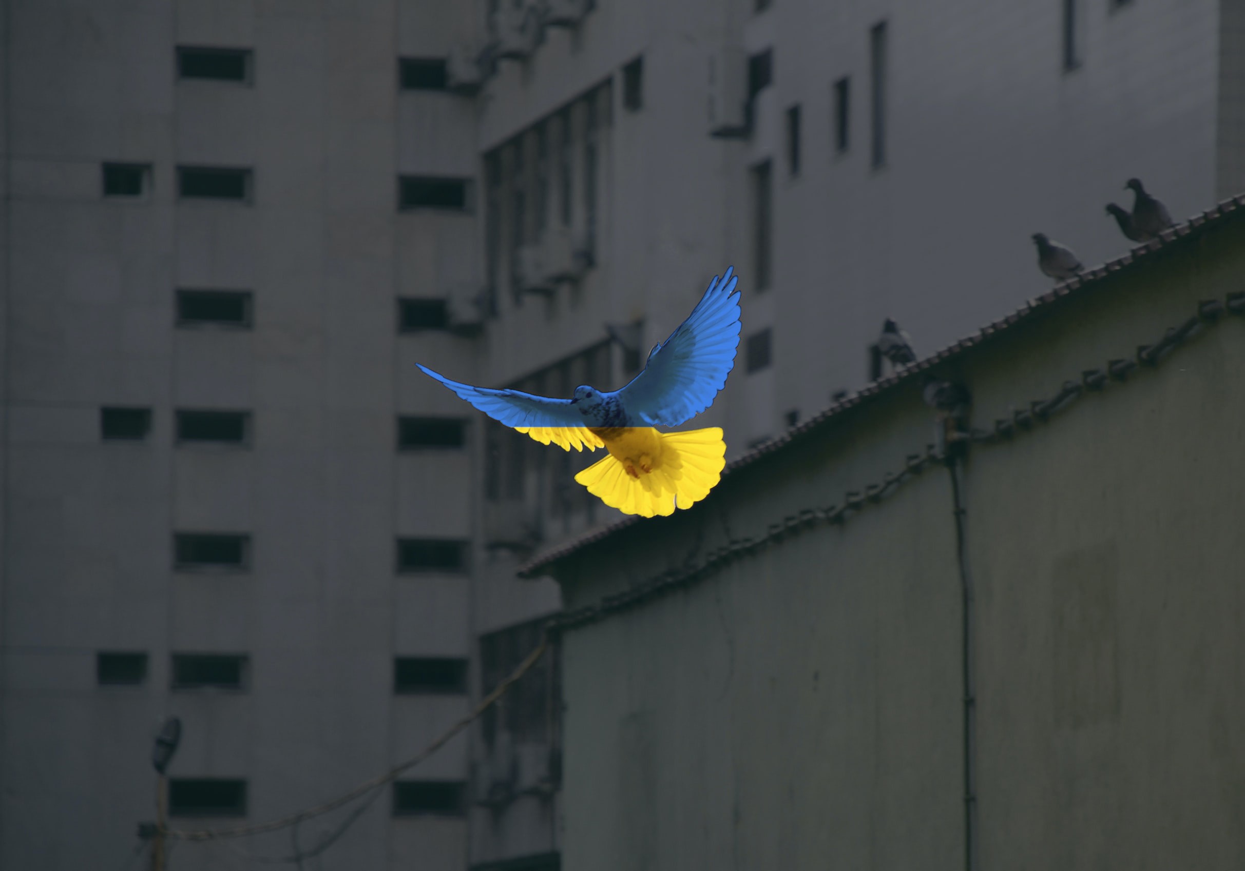 Künstlerinnen und Künstler spielen für die Ukraine