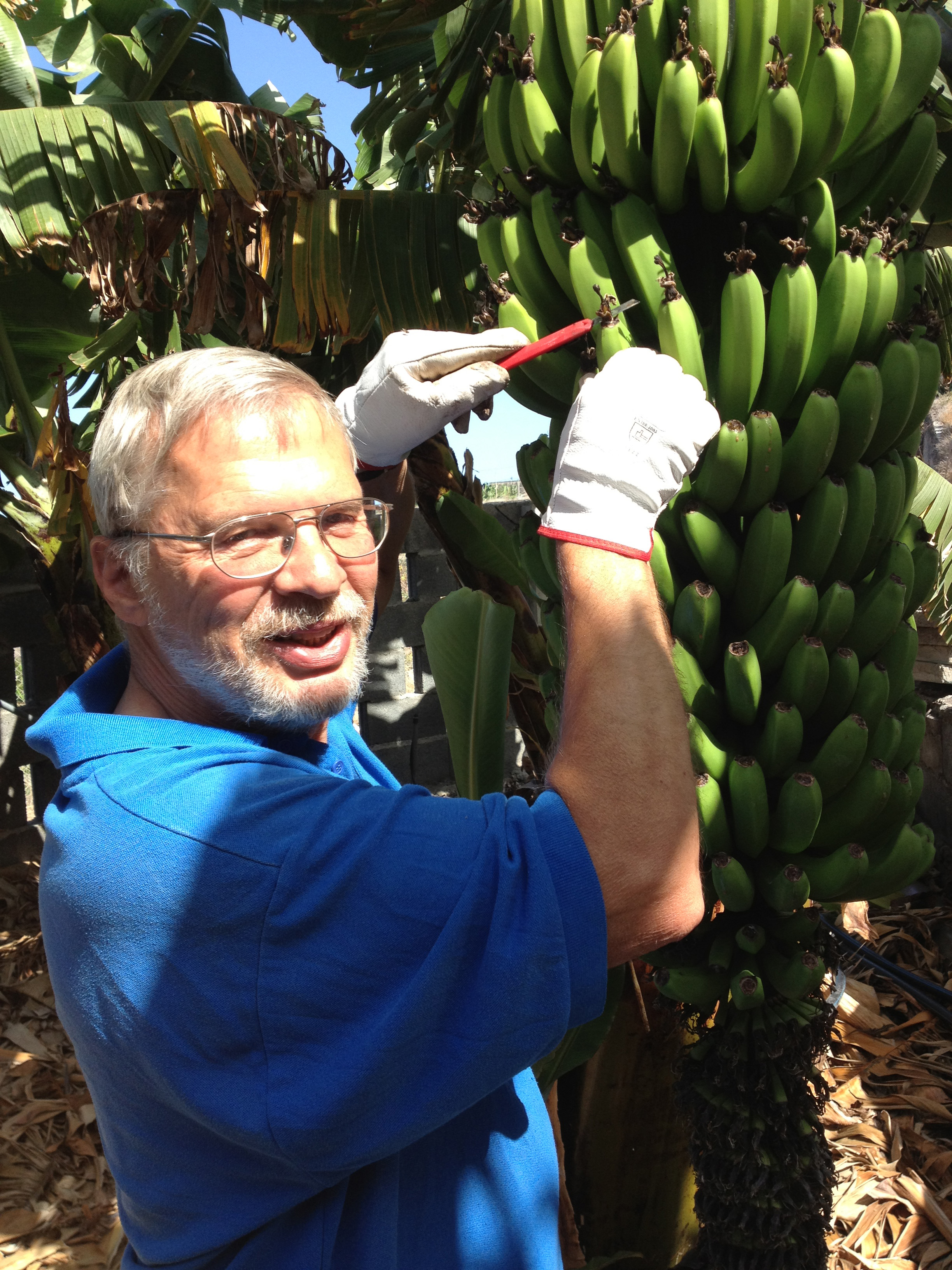 Peter Hohl aus Ingelheim auf seiner Bananenfinca auf der Insel La Palma