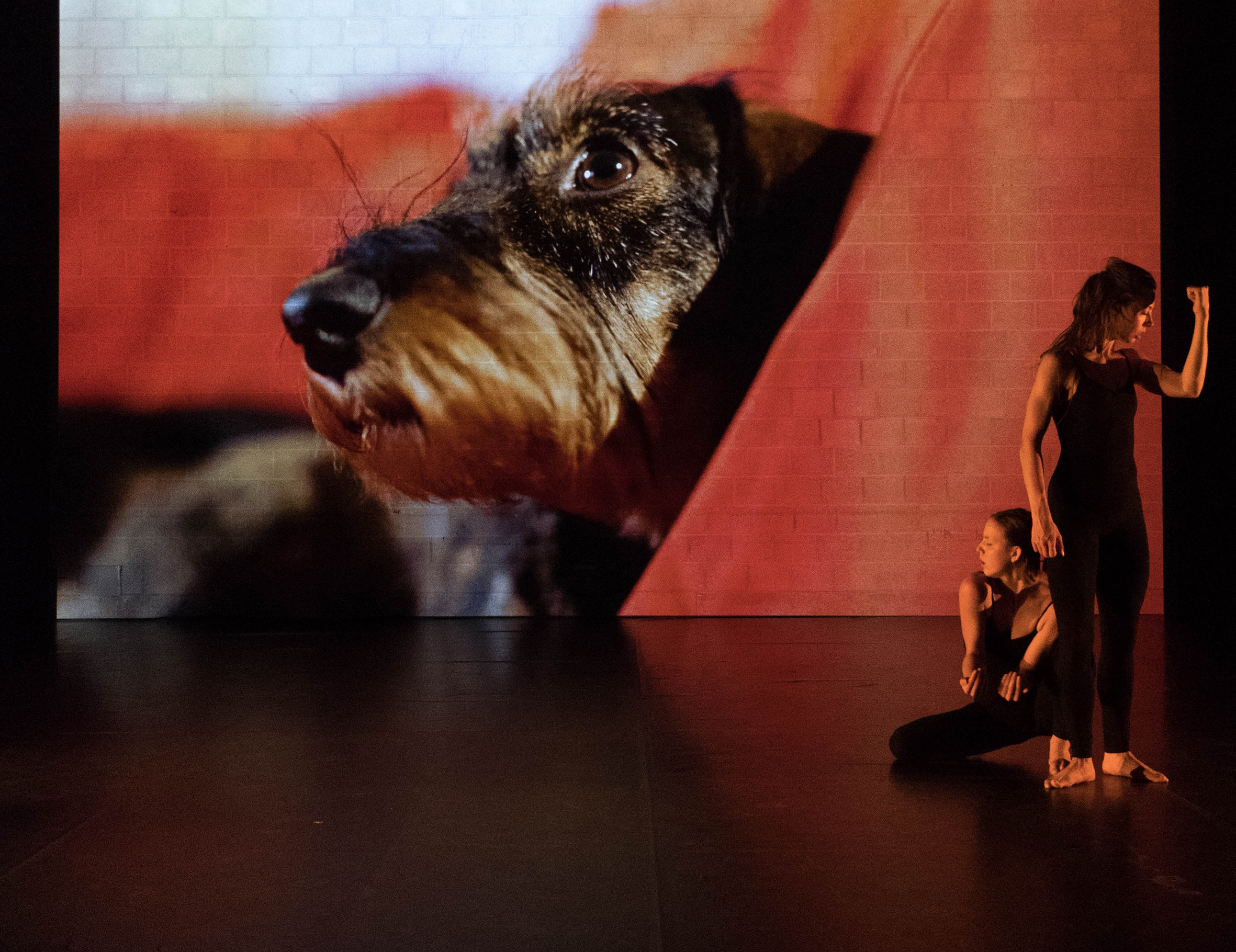 Body Opera mit Rauhaardackeln