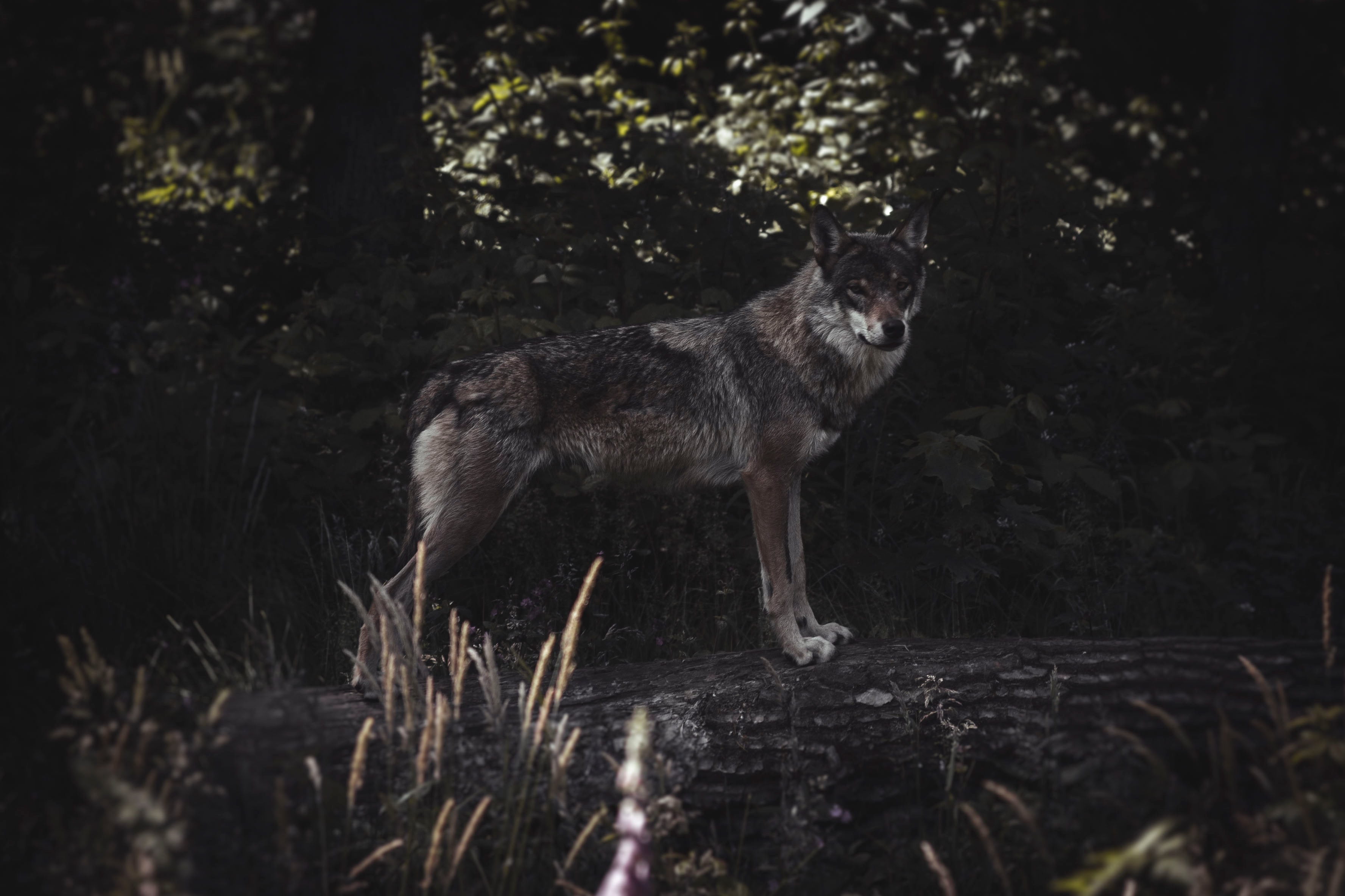 „Peter und der Wolf“ für Ihren Sonntagabend 