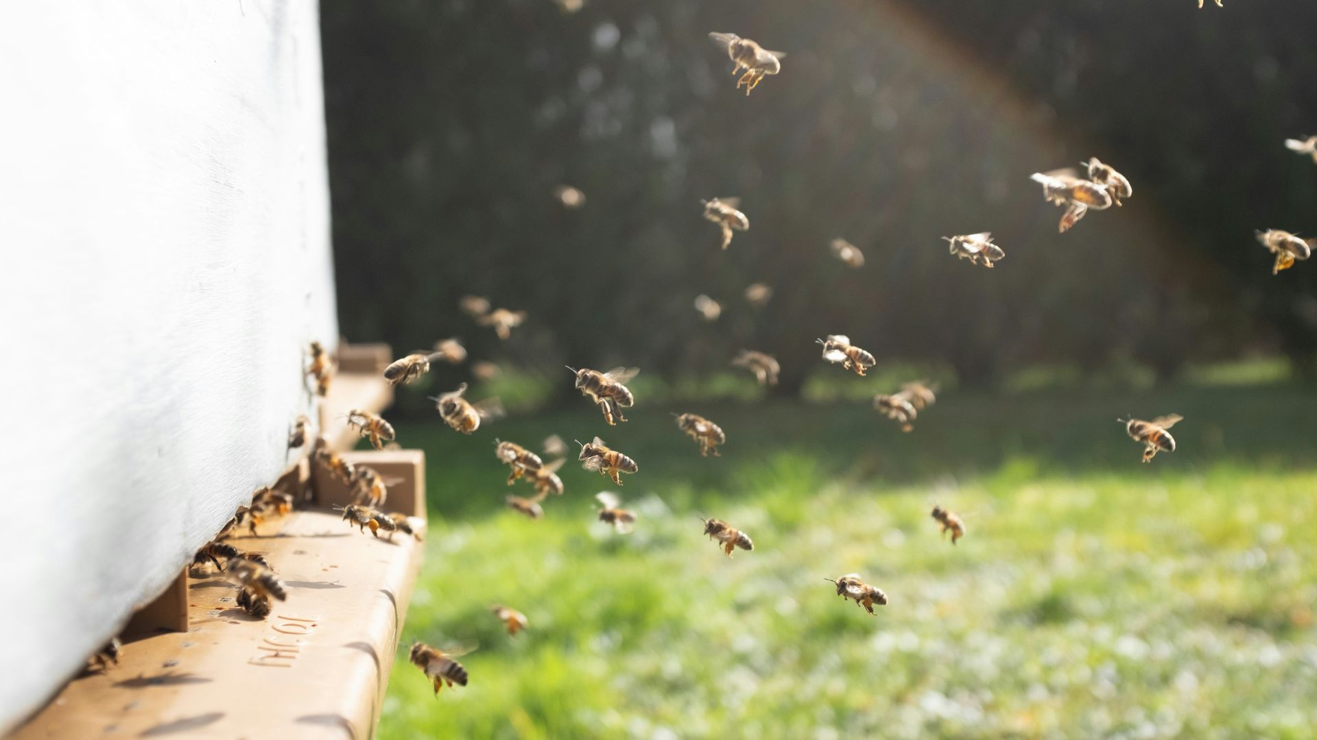 Bienen schwärmen aus Bienenstock
