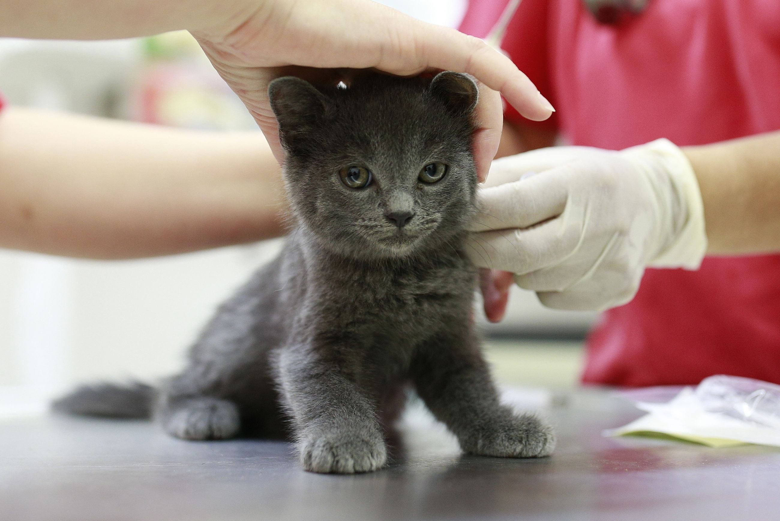 Tierschutzverein für Berlin und Umgebung Corporation e.V. 26 2