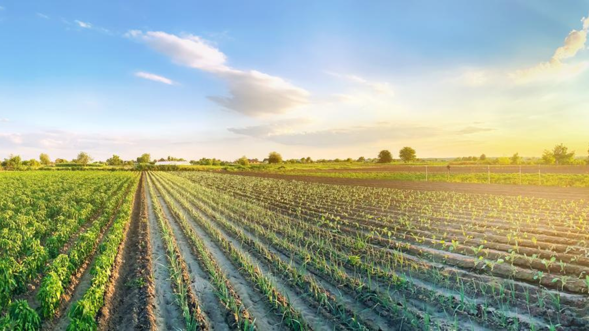 Arable farm with sunset