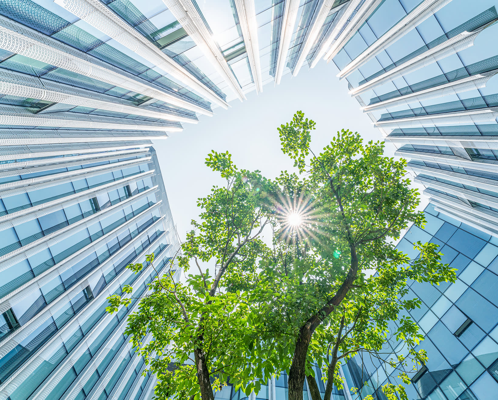 tree sun building - edited