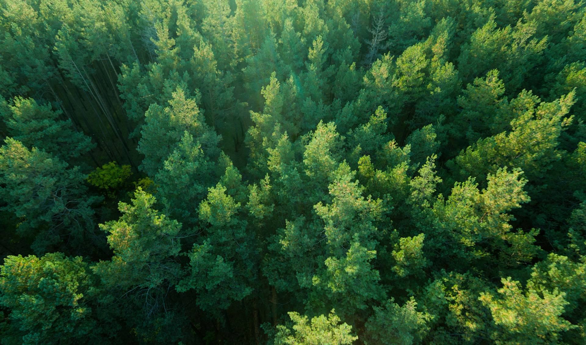 trees - edited