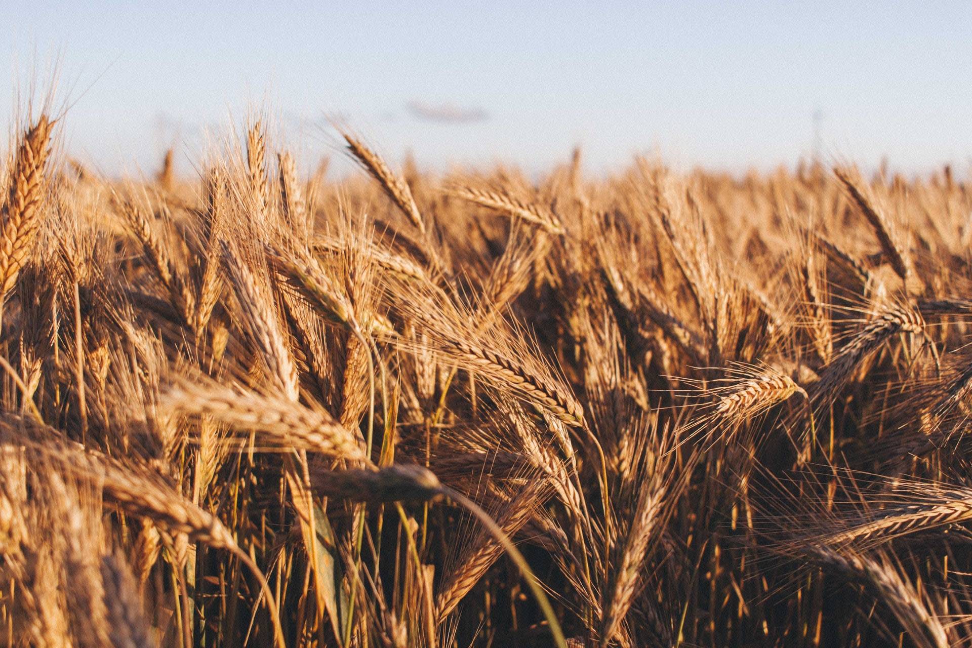 Crop sustainability