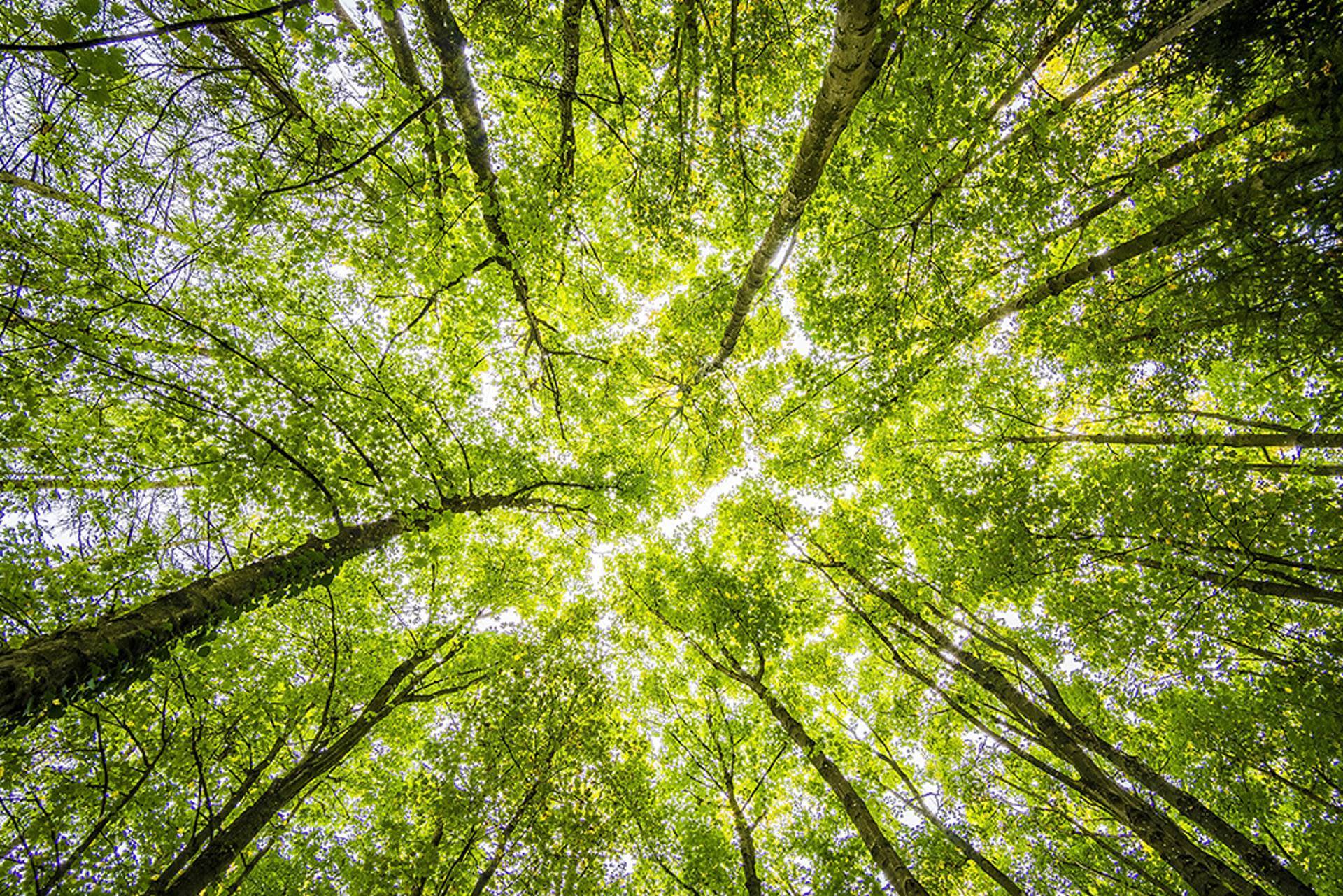 What are carbon offsetting certificates and why do they matter? - Hero