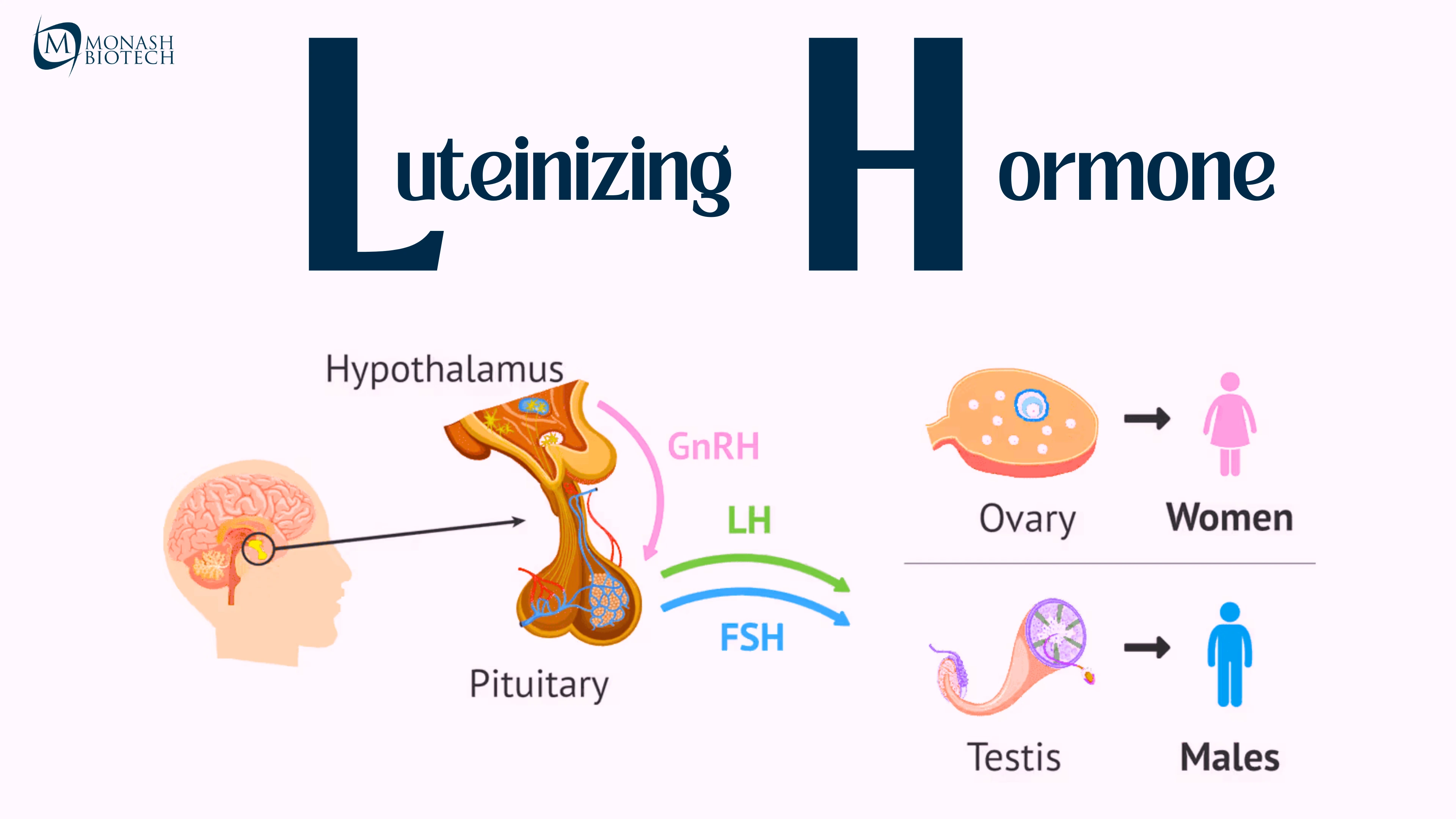 Luteinizing Hormone (LH)
