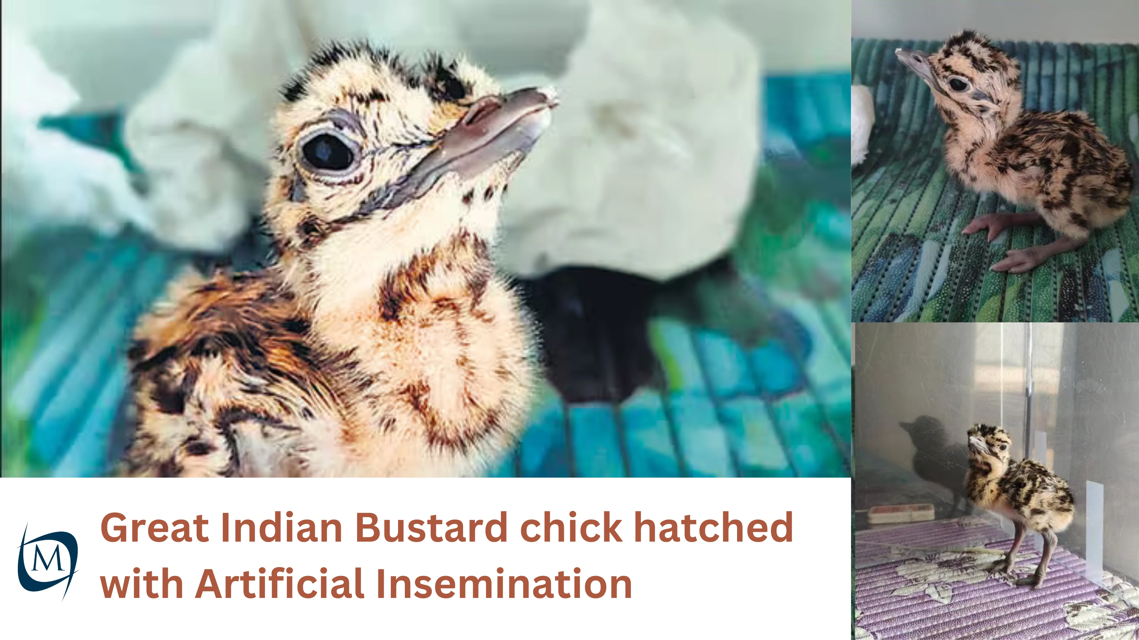 Great Indian Bustard chick has hatched in Jaisalmer through artificial insemination