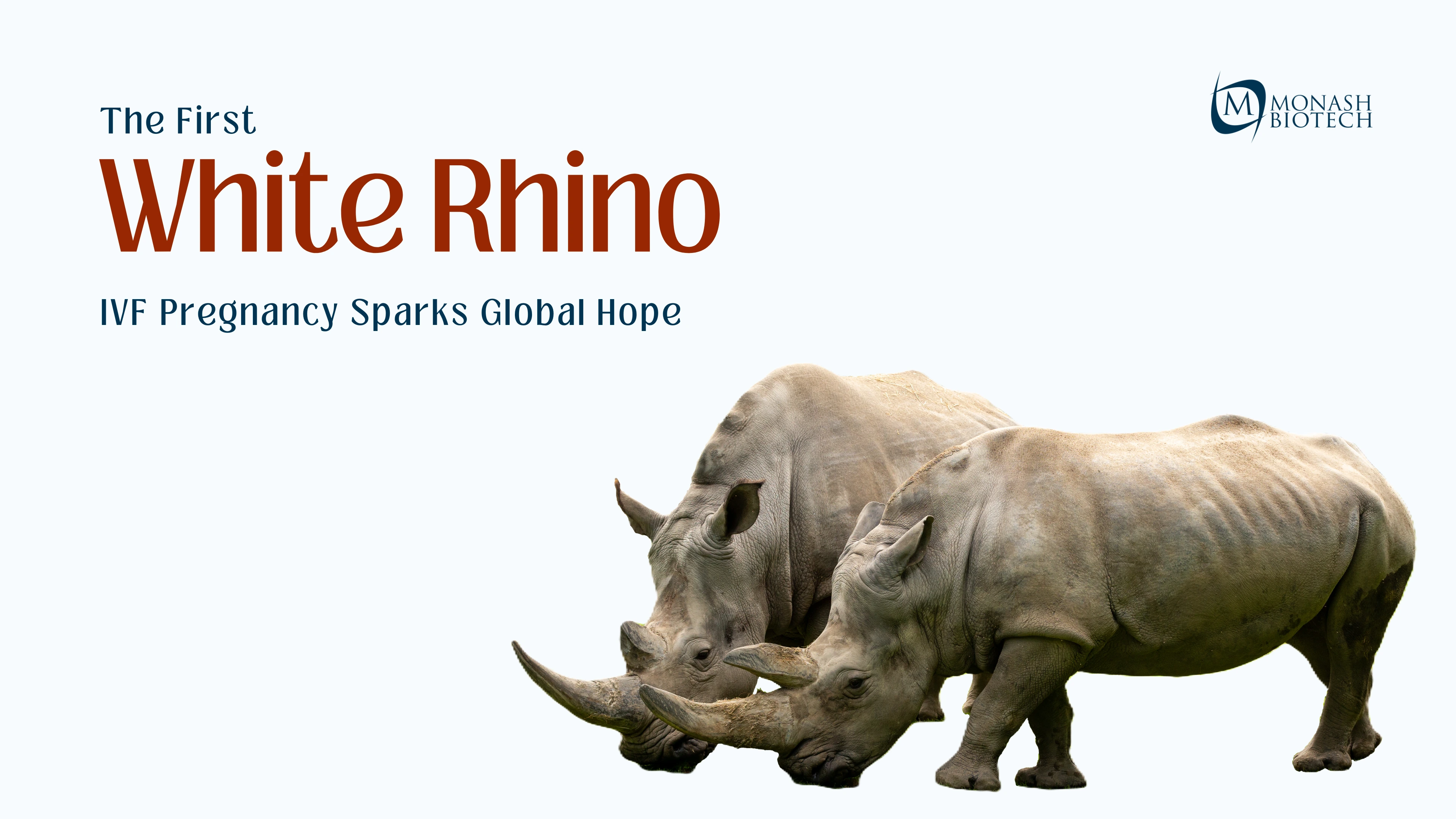 World’s First Rhino IVF Pregnancy
