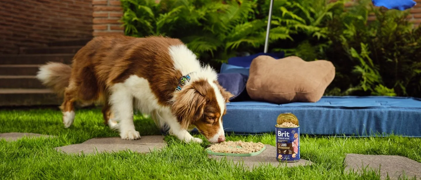 Brit Hero Dog with Can 