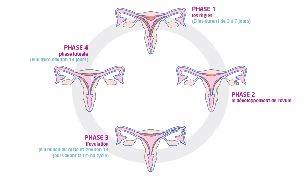 https://www.nett.fr/sites/www.nett.fr/files/images/uterus.jpg